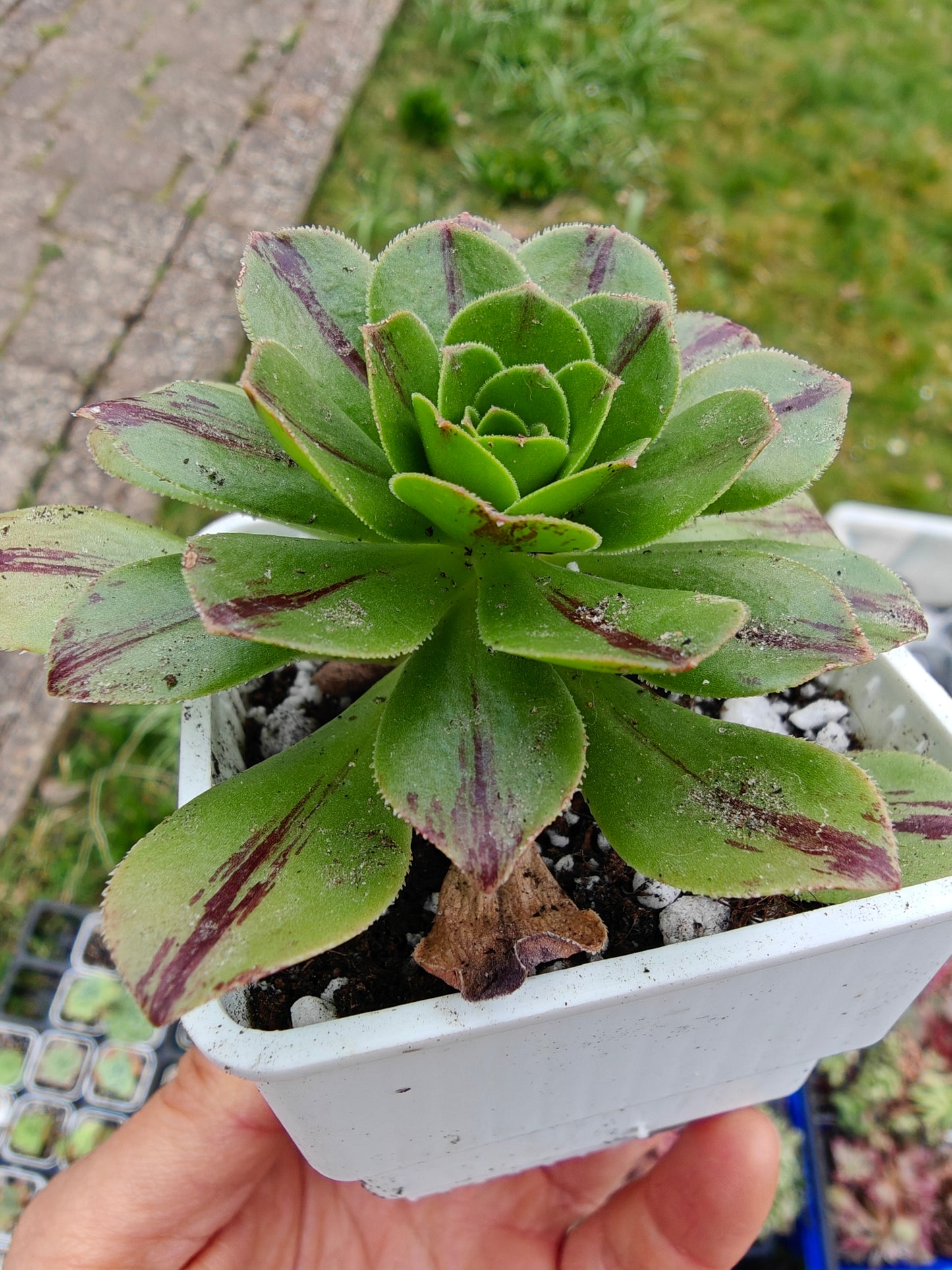 Aeonium Chocolate line Variegated rooted 7cm in width UK only