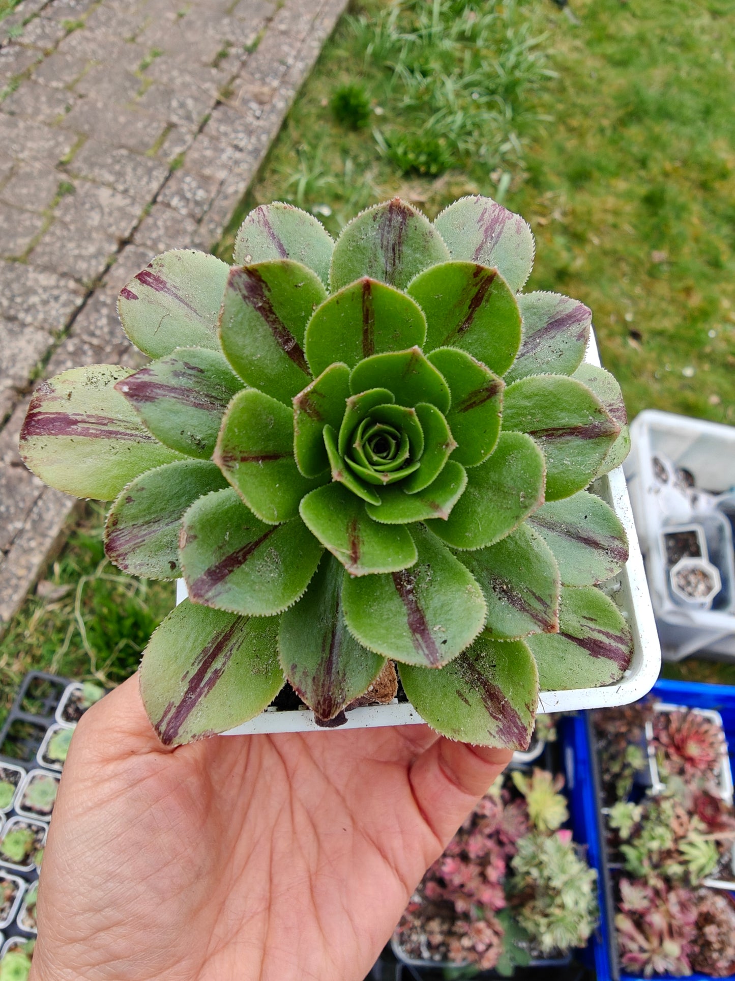 Aeonium Chocolate line Variegated rooted 7cm in width UK only