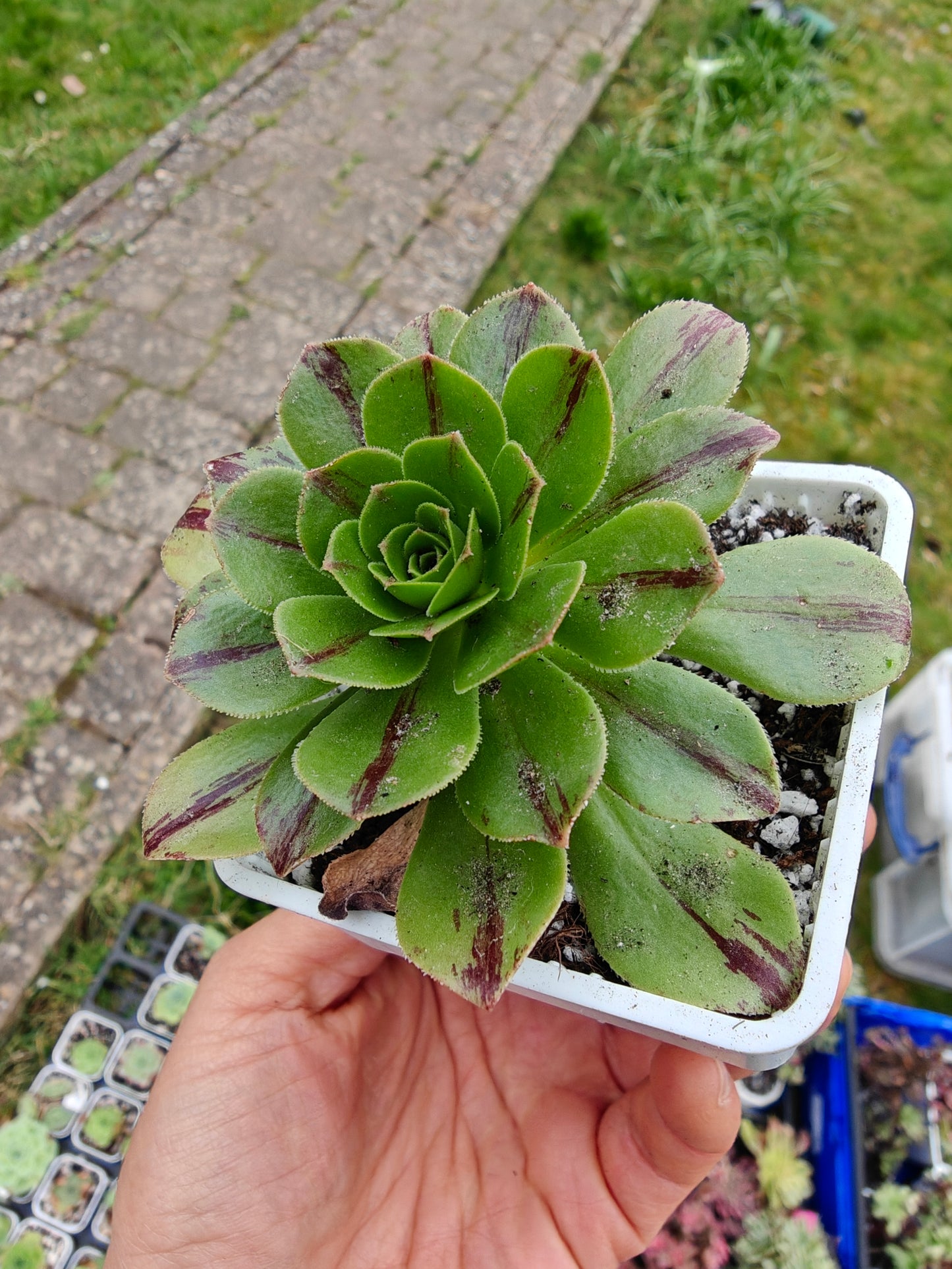 Aeonium Chocolate line Variegated rooted 7cm in width UK only