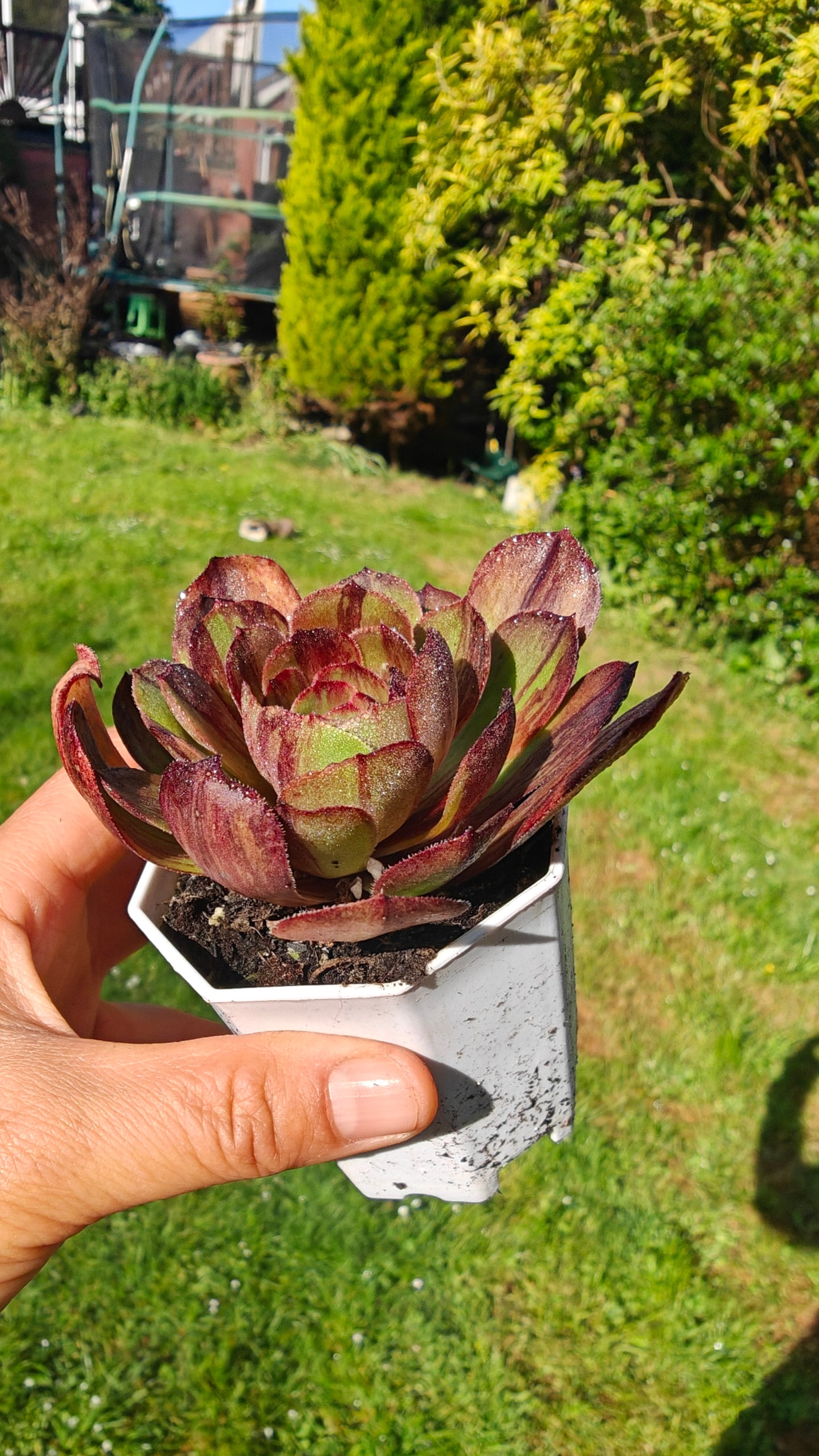 Aeonium Super Big Bang Variegated rooted 7cm in width UK only