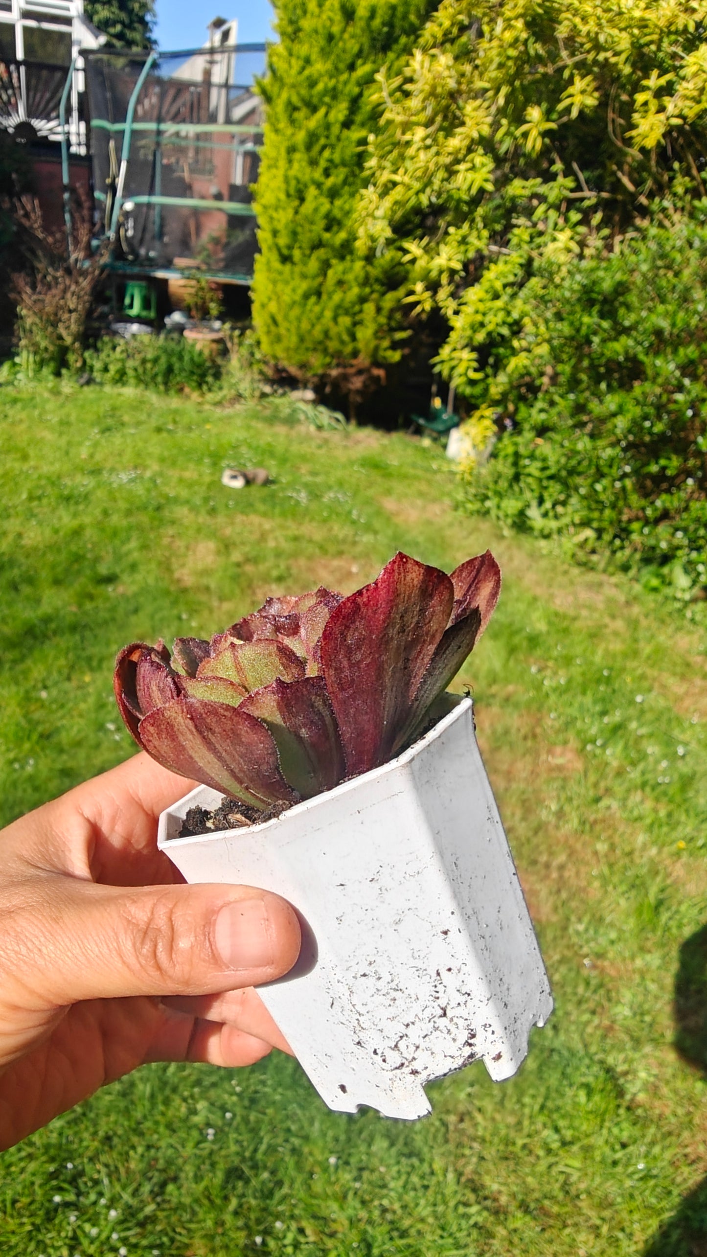 Aeonium Super Big Bang Variegated rooted 7cm in width UK only