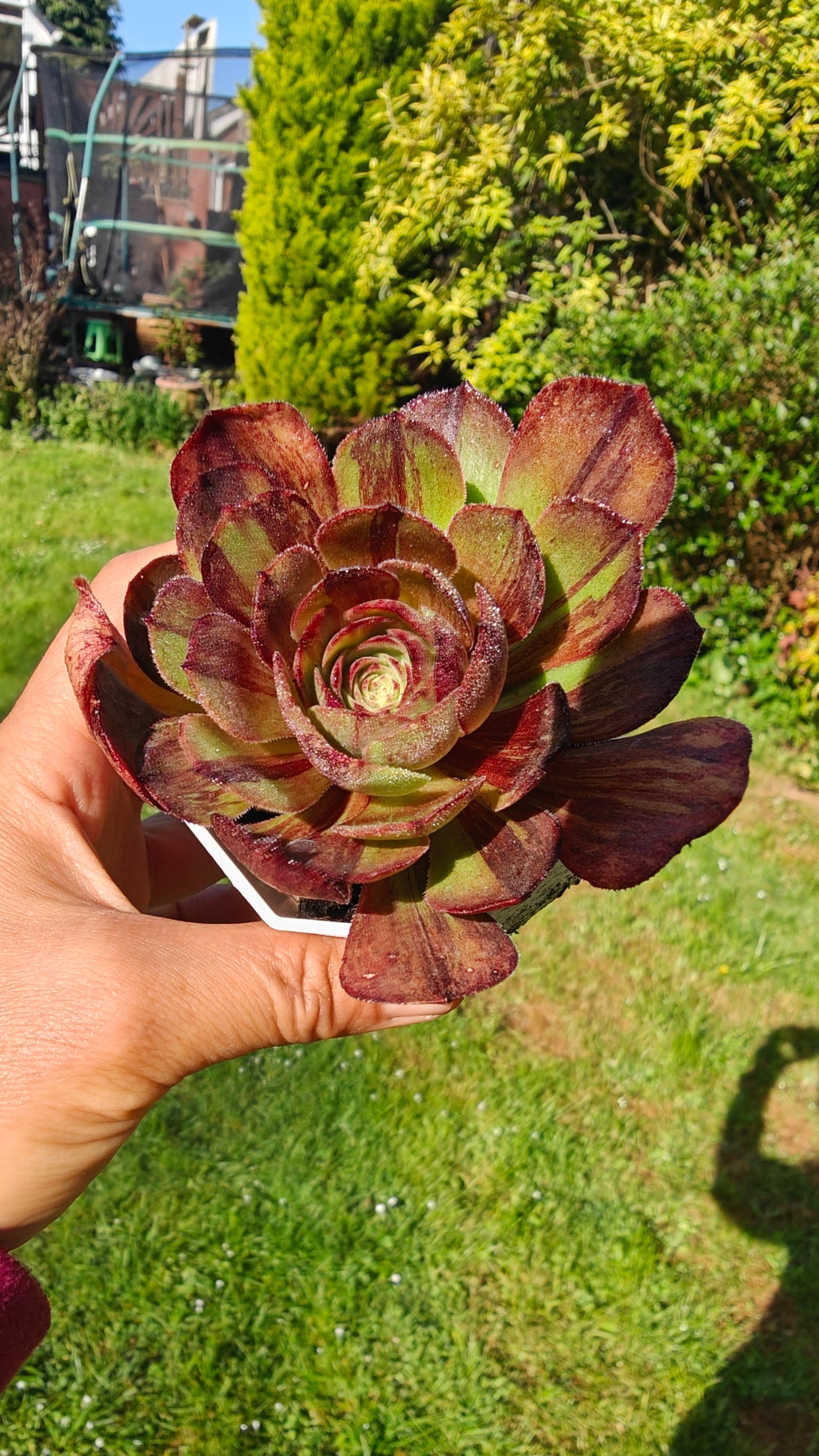 Aeonium Super Big Bang Variegated rooted 7cm in width UK only