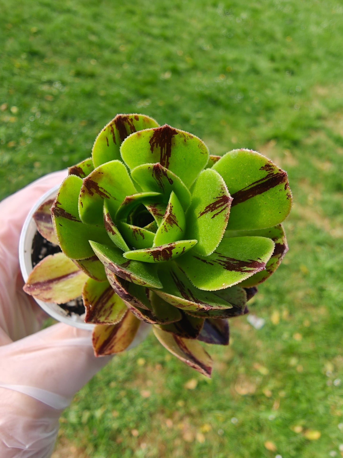 Aeonium Chocolate line Variegated rooted 7cm in width UK only