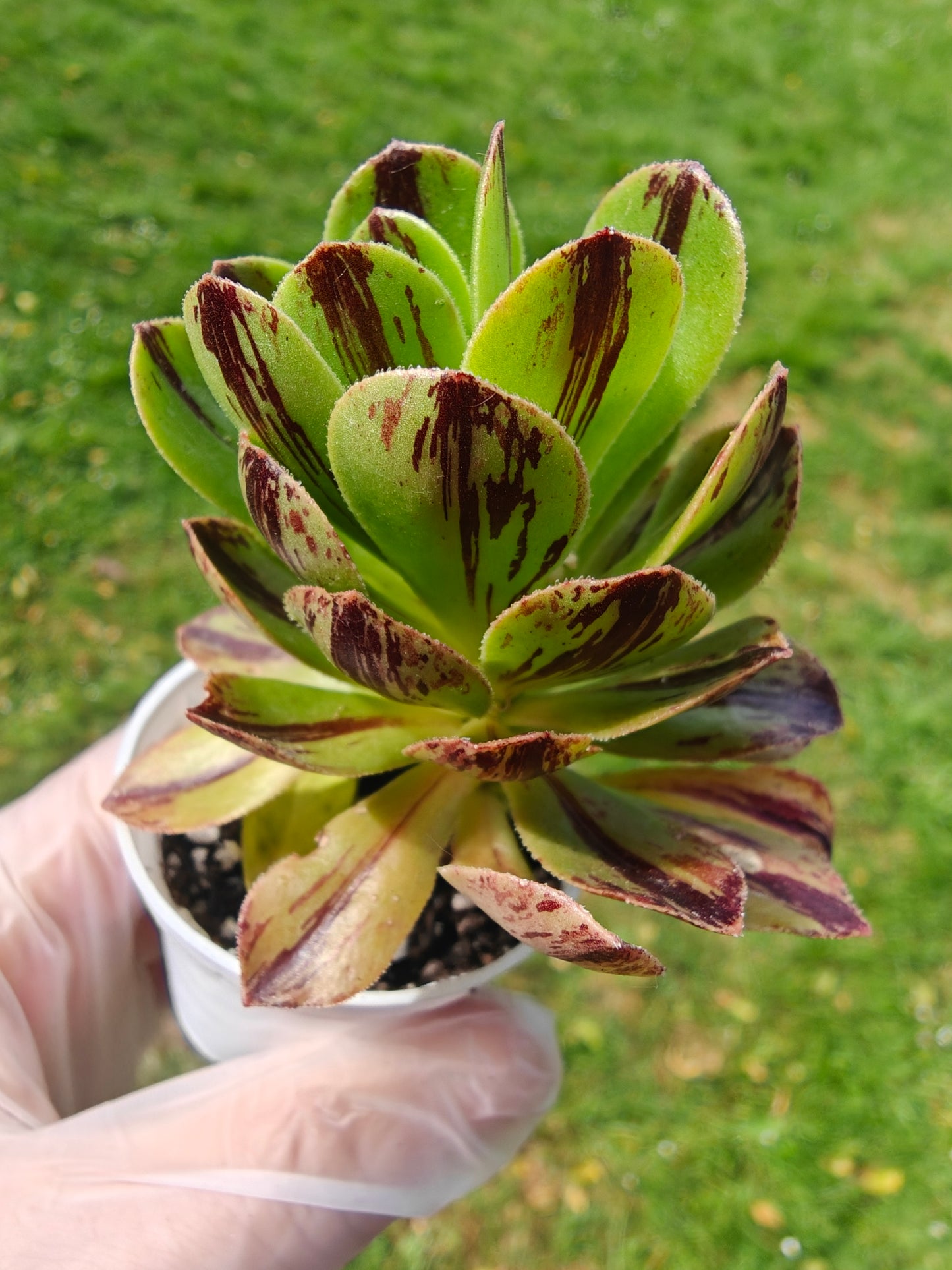 Aeonium Chocolate line Variegated rooted 7cm in width UK only