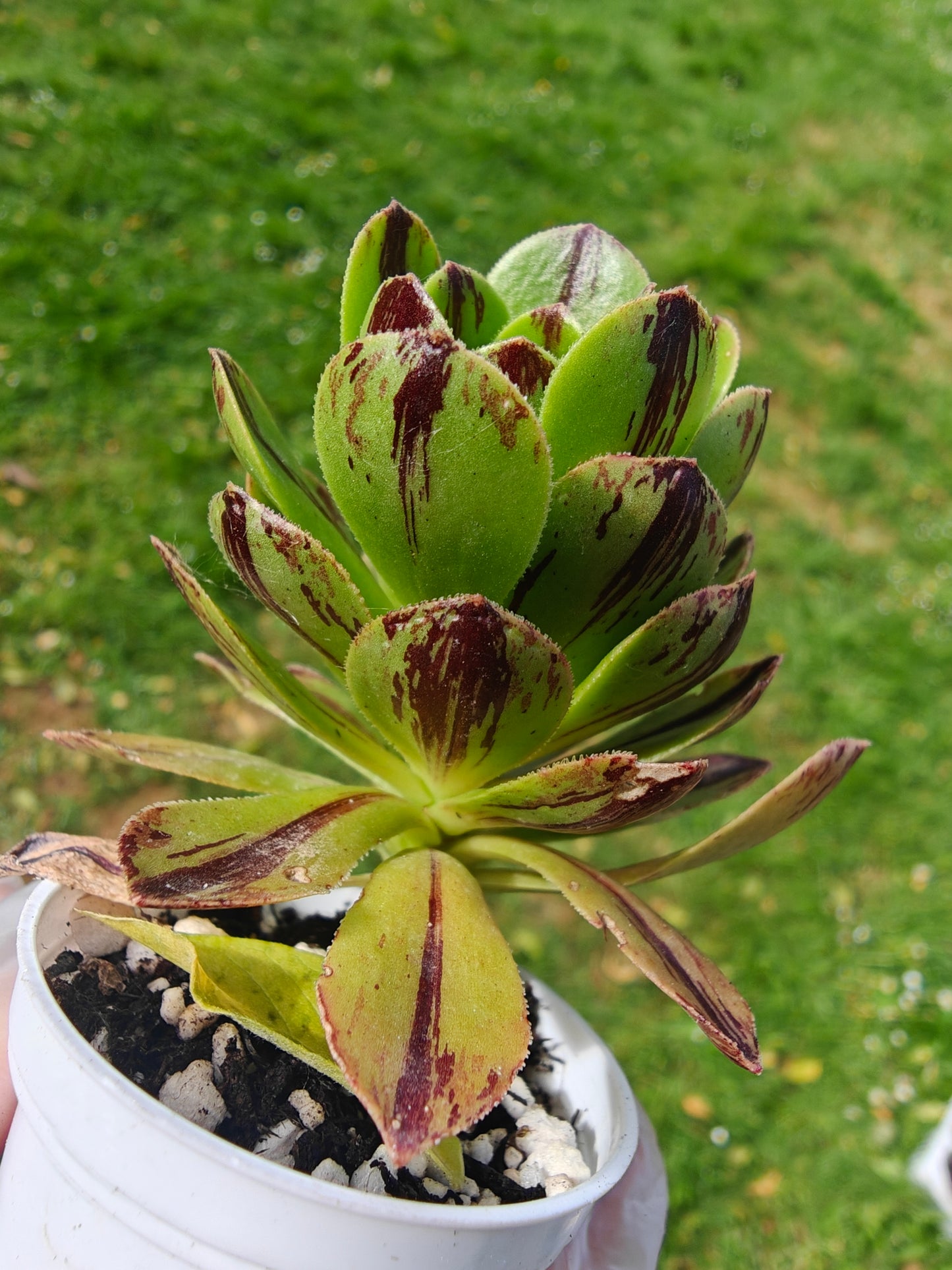 Aeonium Chocolate line Variegated rooted 7cm in width UK only