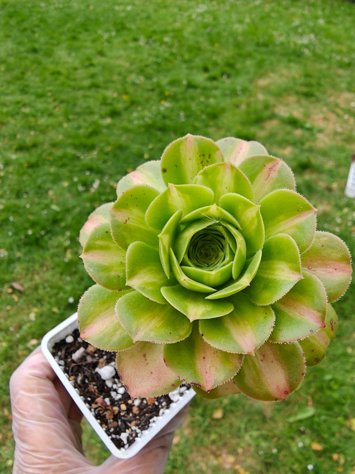 Aeonium Yellow Witch Variegated rooted 7cm in width UK only