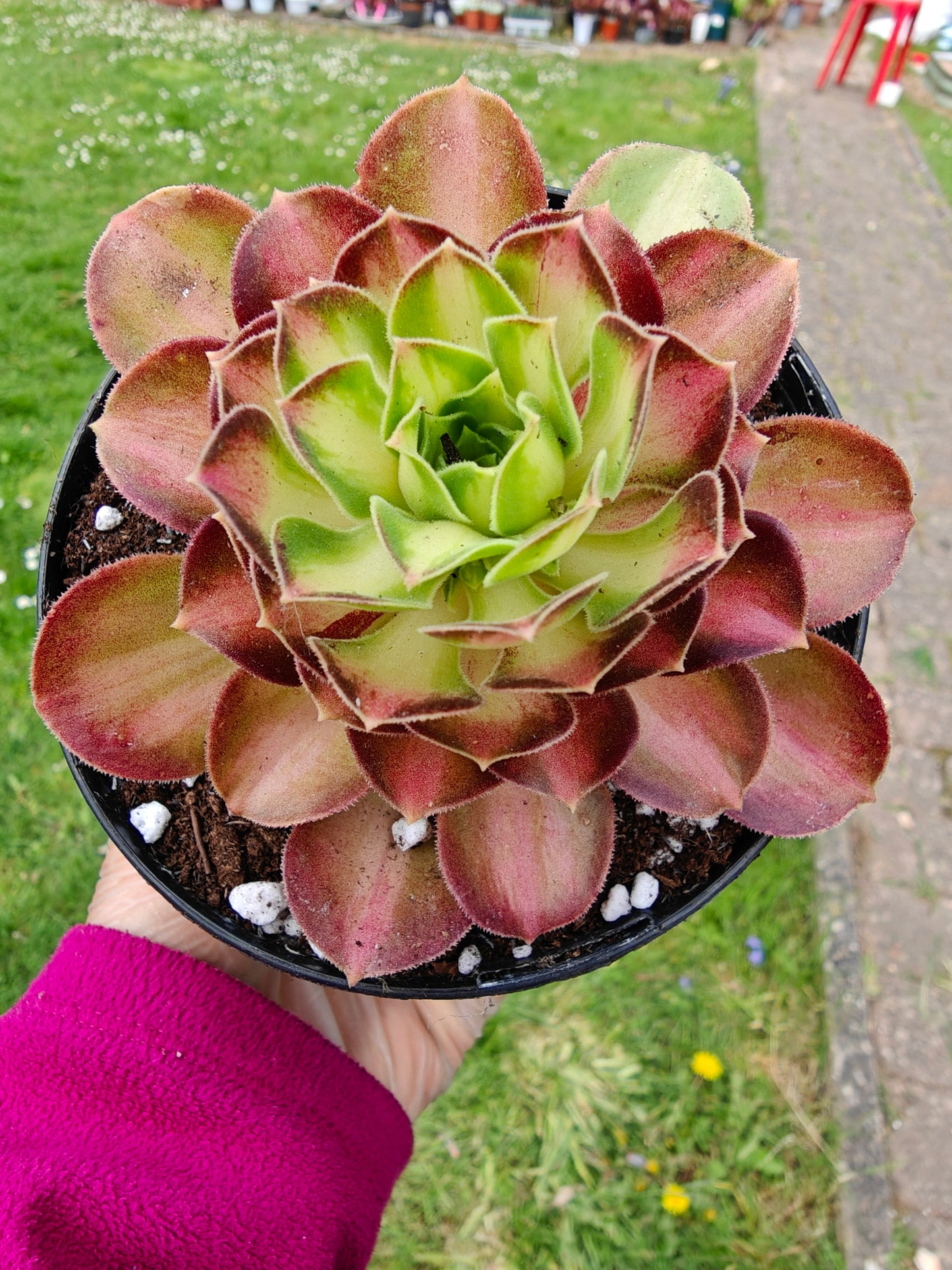 Aeonium Yellow Witch Variegated rooted 7cm in width UK only