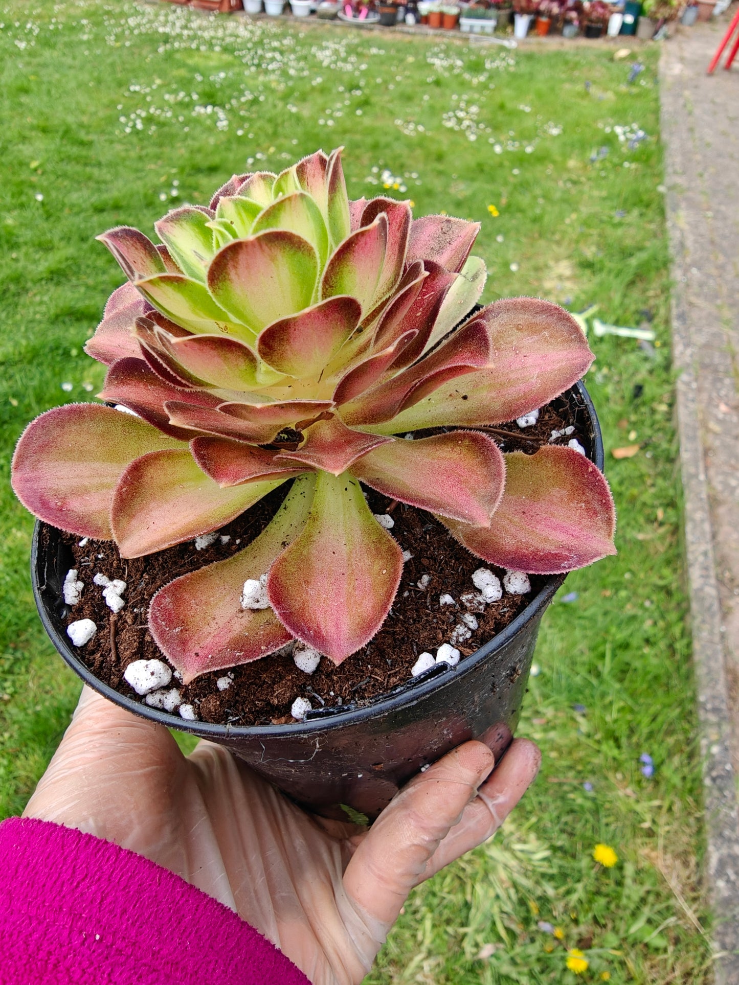Aeonium Yellow Witch Variegated rooted 7cm in width UK only