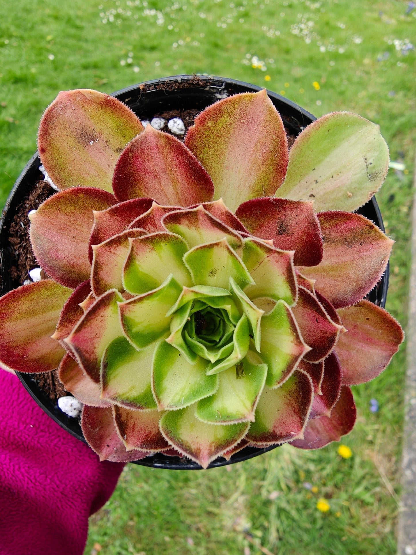 Aeonium Yellow Witch Variegated rooted 7cm in width UK only