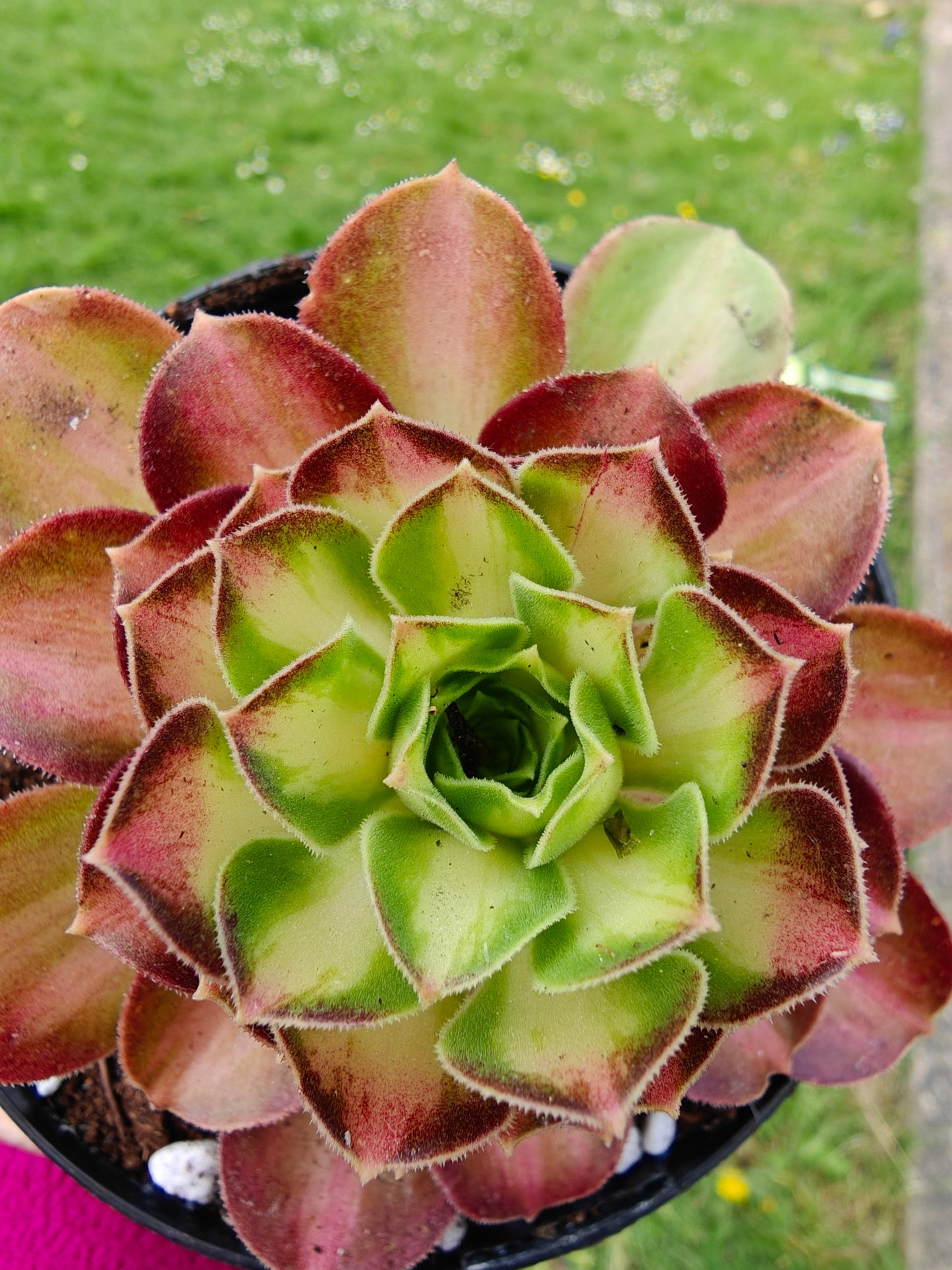Aeonium Yellow Witch Variegated rooted 7cm in width UK only