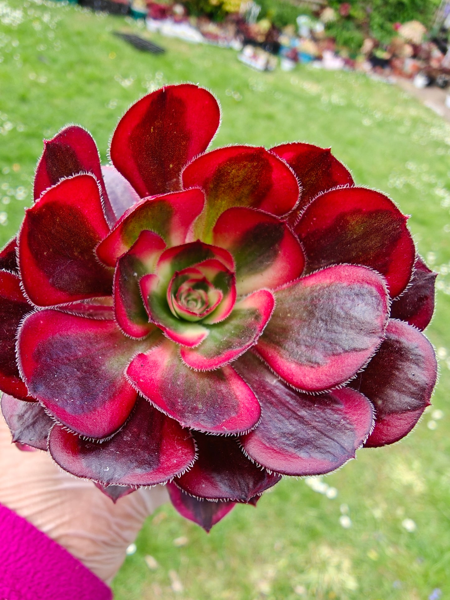 Aeonium Lina, Chanel Variegated rooted 7cm in width UK only