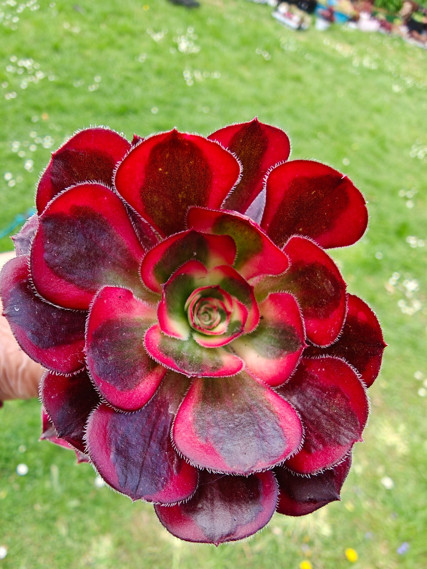 Aeonium Lina, Chanel Variegated rooted 7cm in width UK only