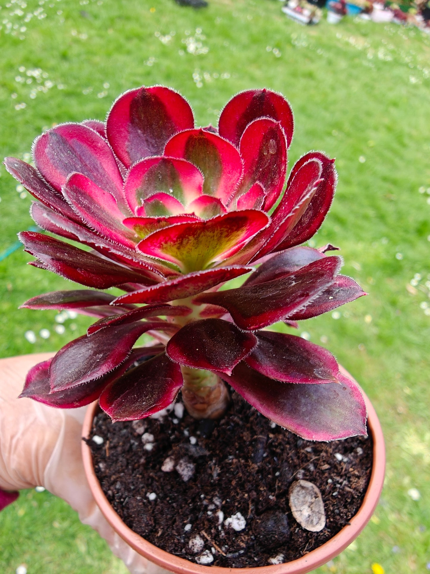 Aeonium Chanel rooted 7cm in width UK only