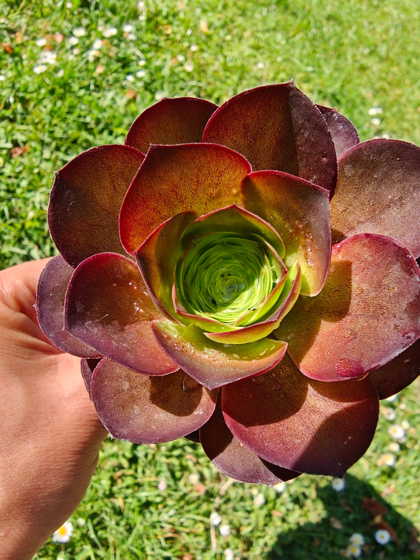 Aeonium Metallic Rose rooted 7cm in width UK only