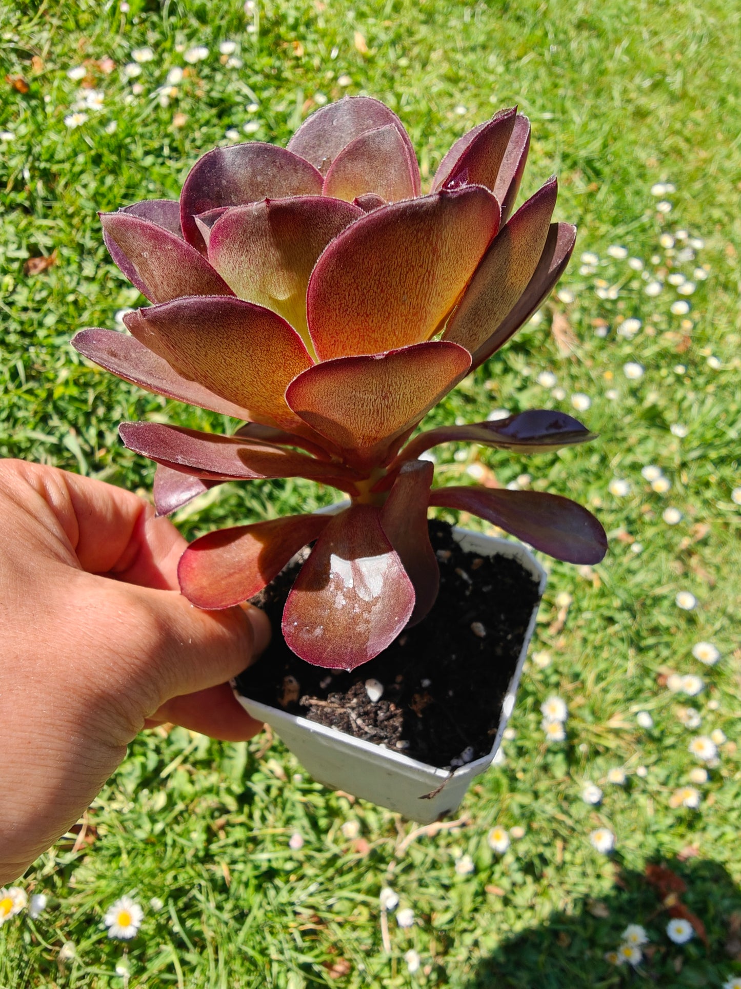 Aeonium Metallic Rose rooted 7cm in width UK only