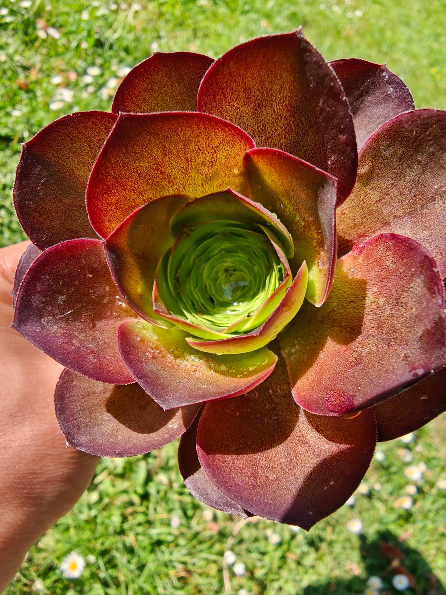 Aeonium Metallic Rose rooted 7cm in width UK only