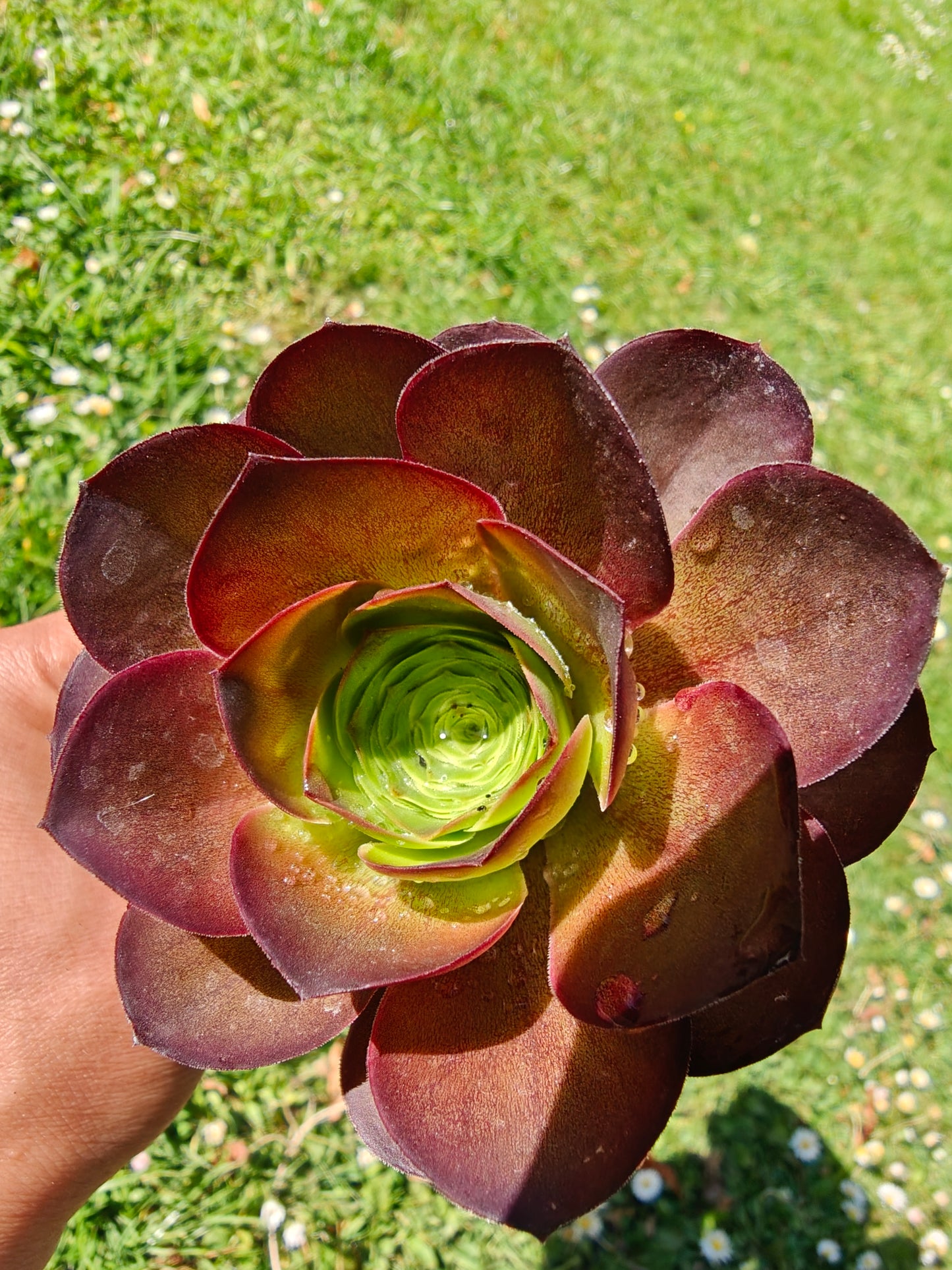 Aeonium Metallic Rose rooted 7cm in width UK only