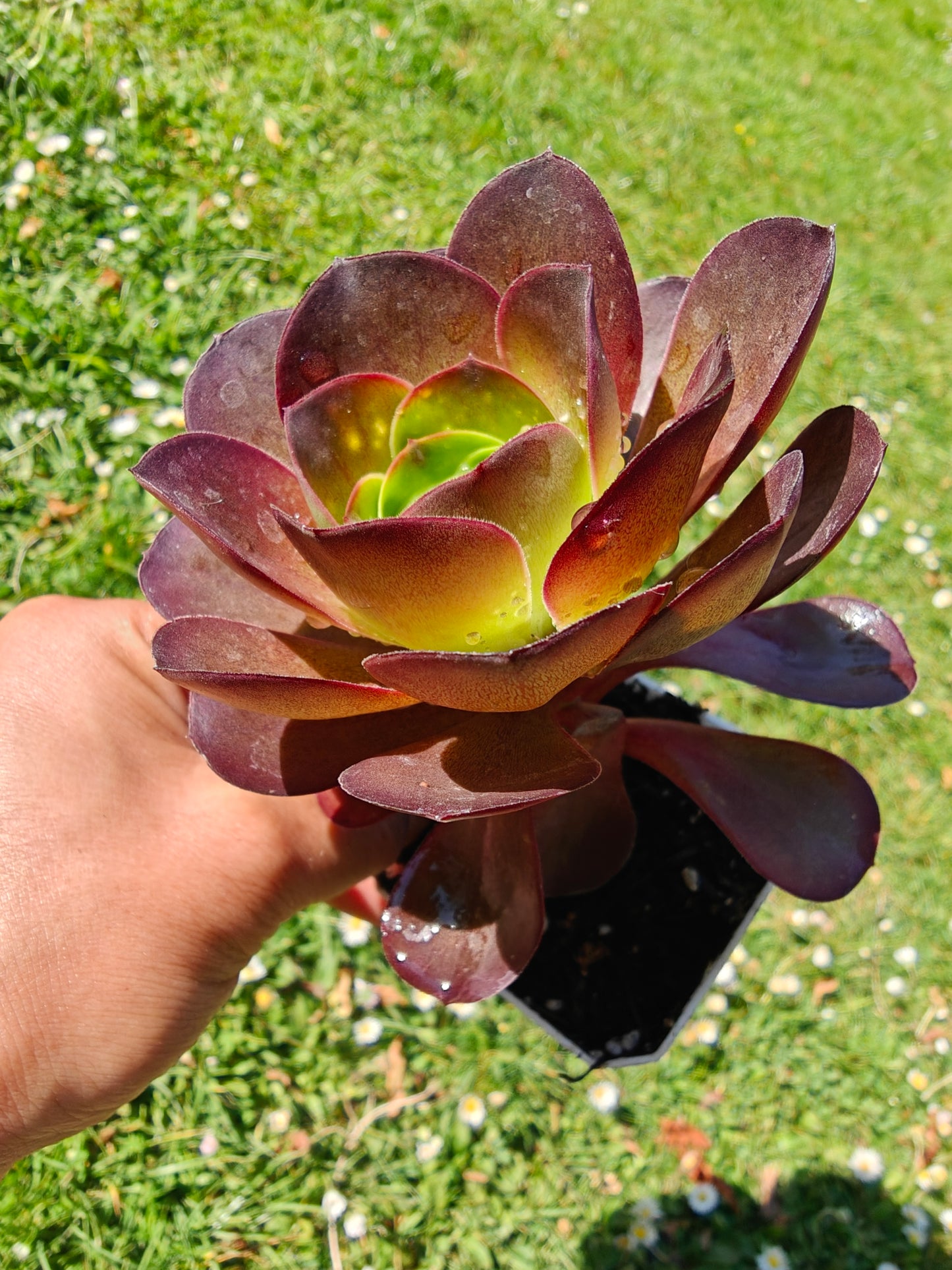 Aeonium Metallic Rose rooted 7cm in width UK only
