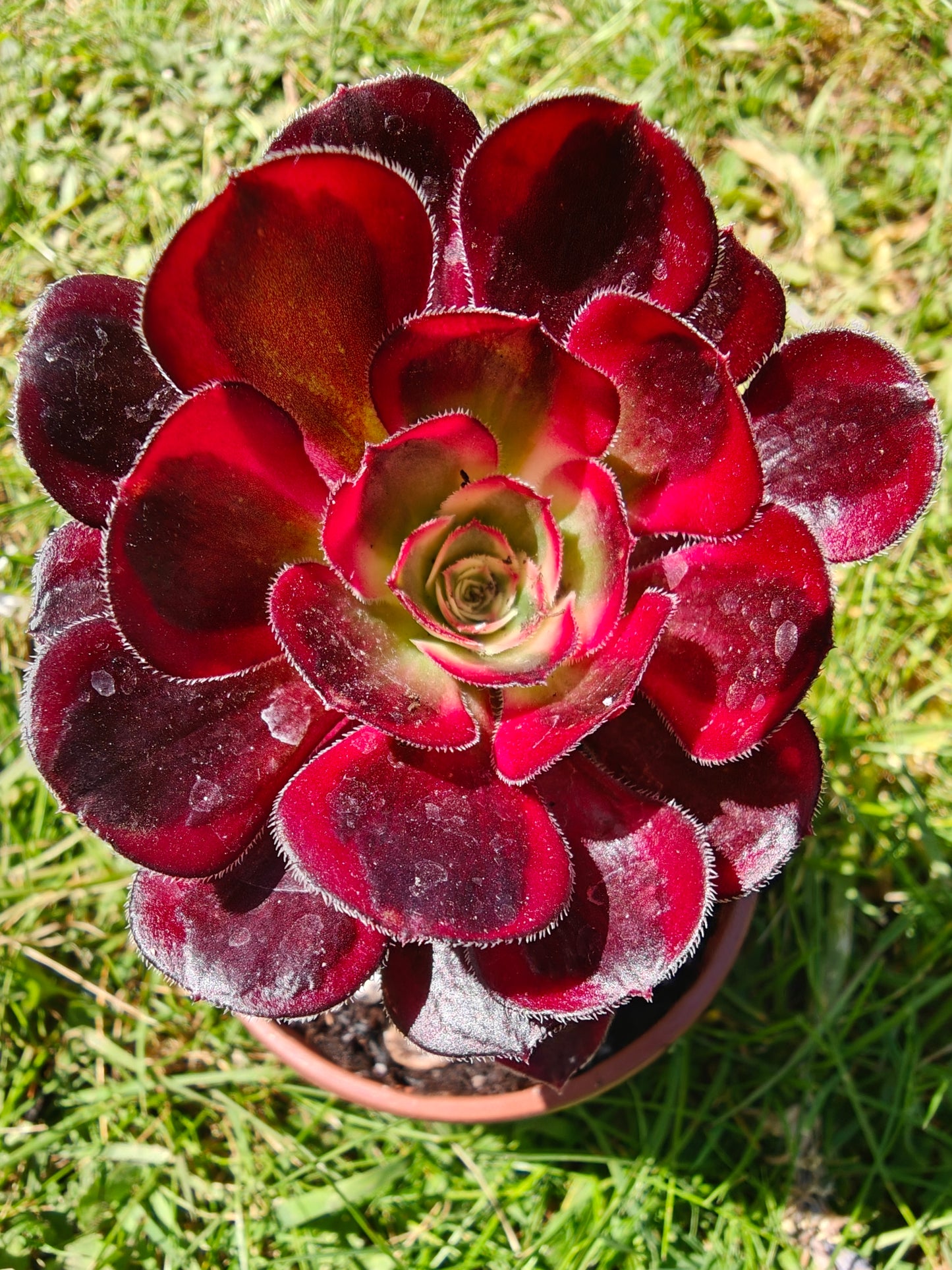 Aeonium Lina, Chanel Variegated rooted 7cm in width UK only
