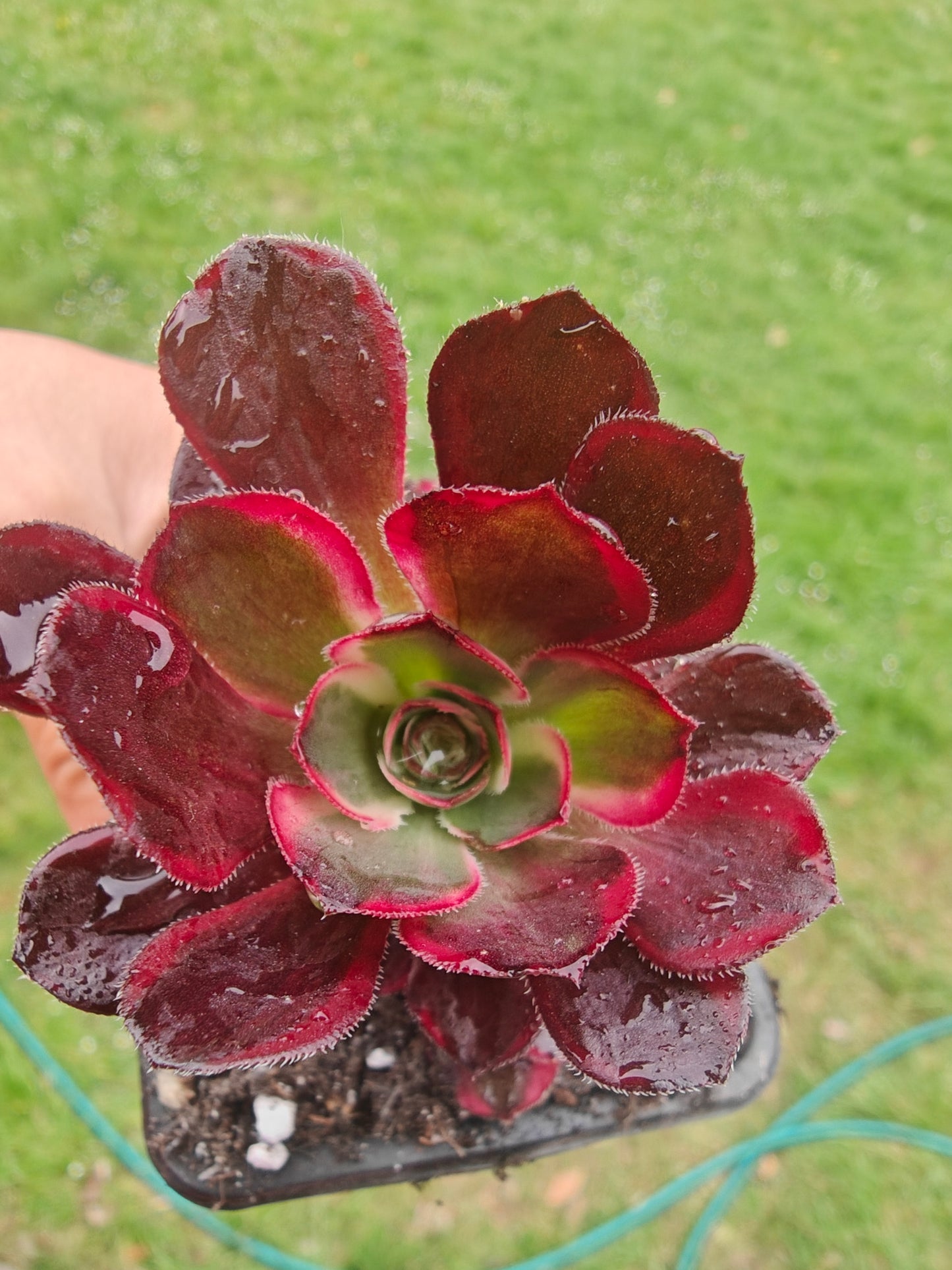Aeonium Lina, Chanel Variegated rooted 7cm in width UK only