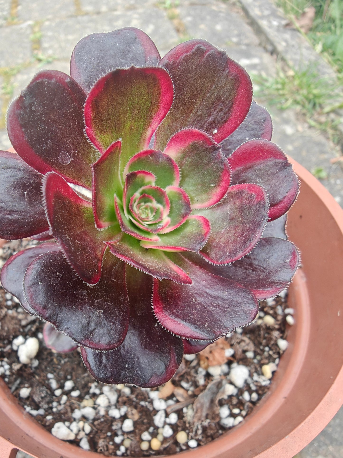 Aeonium Lina, Chanel Variegated rooted 7cm in width UK only
