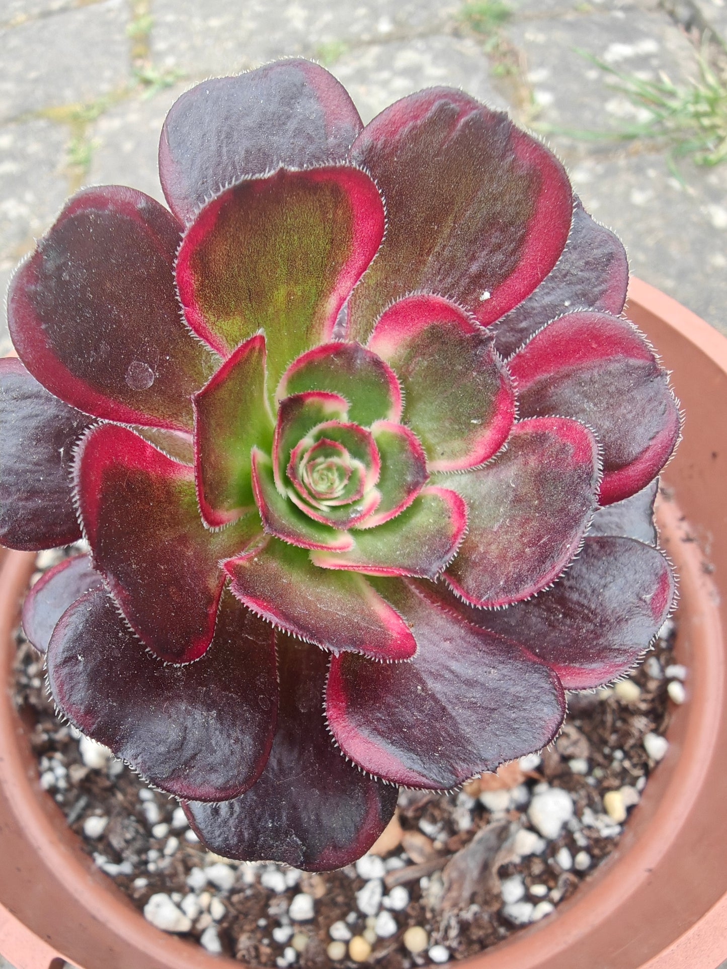 Aeonium Lina, Chanel Variegated rooted 7cm in width UK only