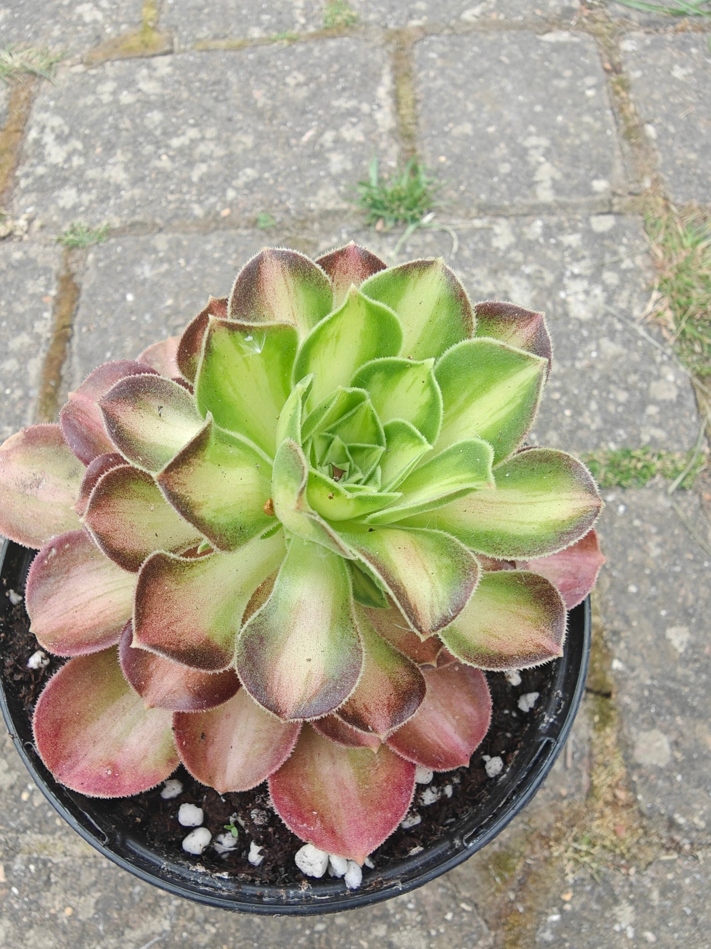 Aeonium Yellow Witch Variegated rooted 7cm in width UK only