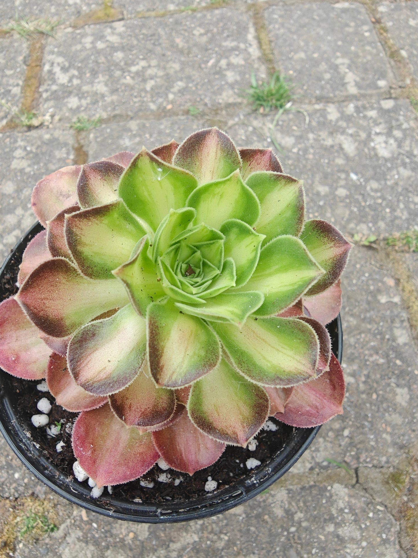 Aeonium Yellow Witch Variegated rooted 7cm in width UK only