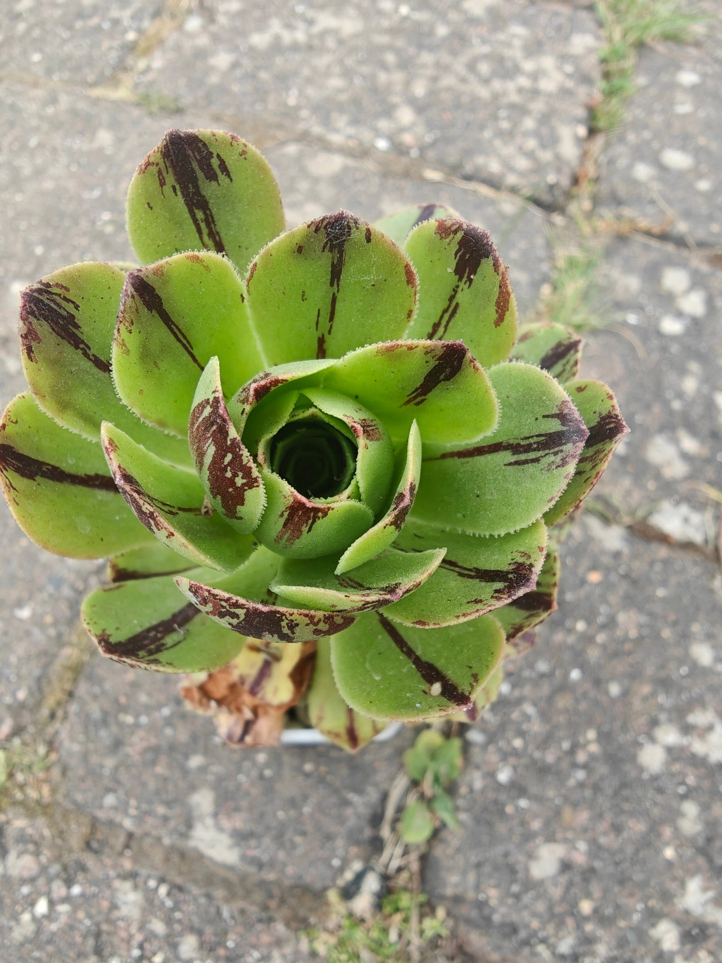 Aeonium Chocolate line Variegated rooted 7cm in width UK only