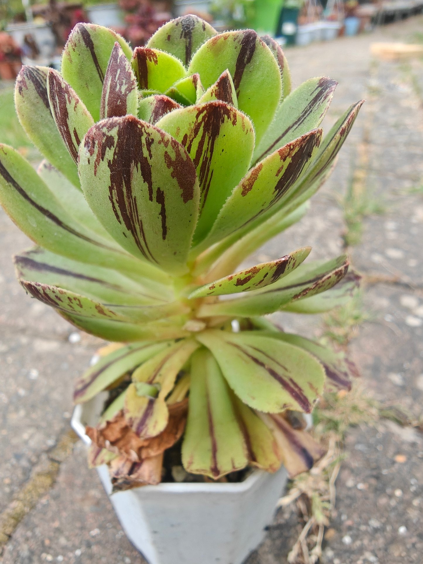 Aeonium Chocolate line Variegated rooted 7cm in width UK only