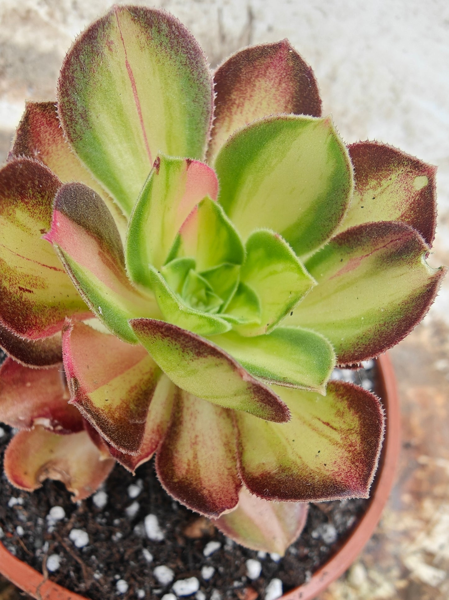 Aeonium Yellow Witch Variegated rooted 7cm in width UK only