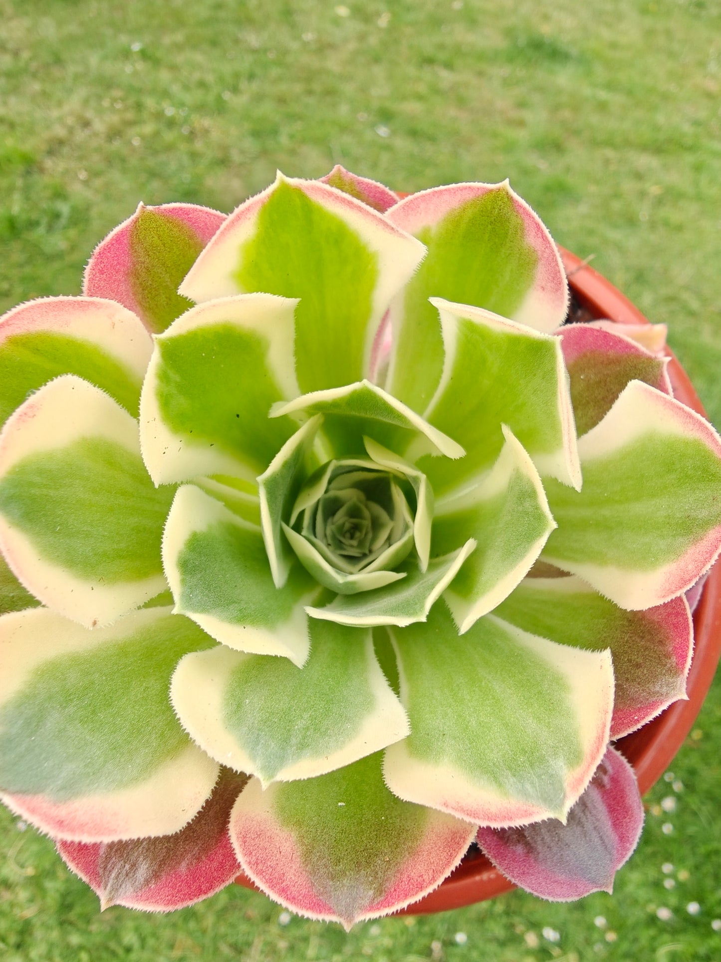 Aeonium Green Witch Variegated rooted 7cm in width UK only