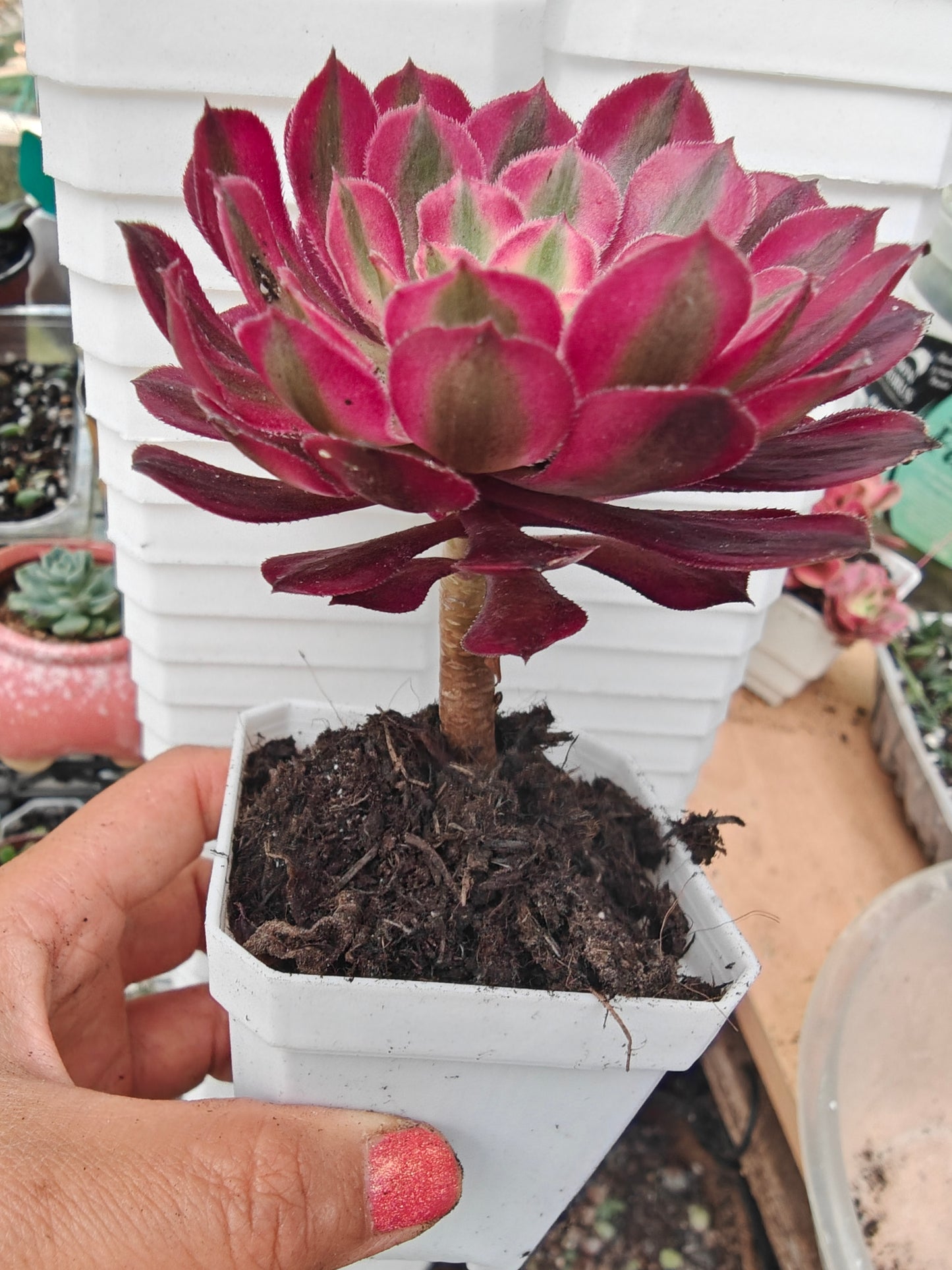 Aeonium Garnet White Variegated rooted 7cm in width UK only
