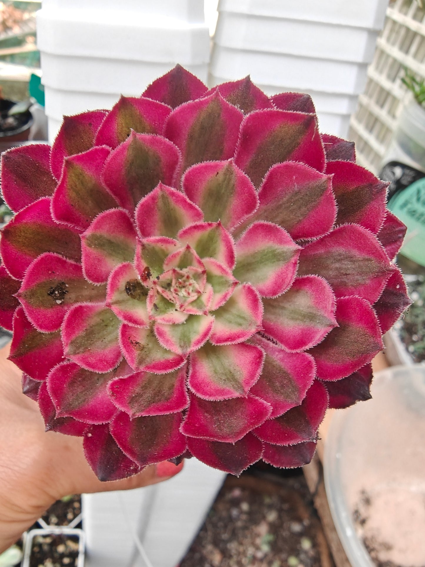 Aeonium Garnet White Variegated rooted 7cm in width UK only