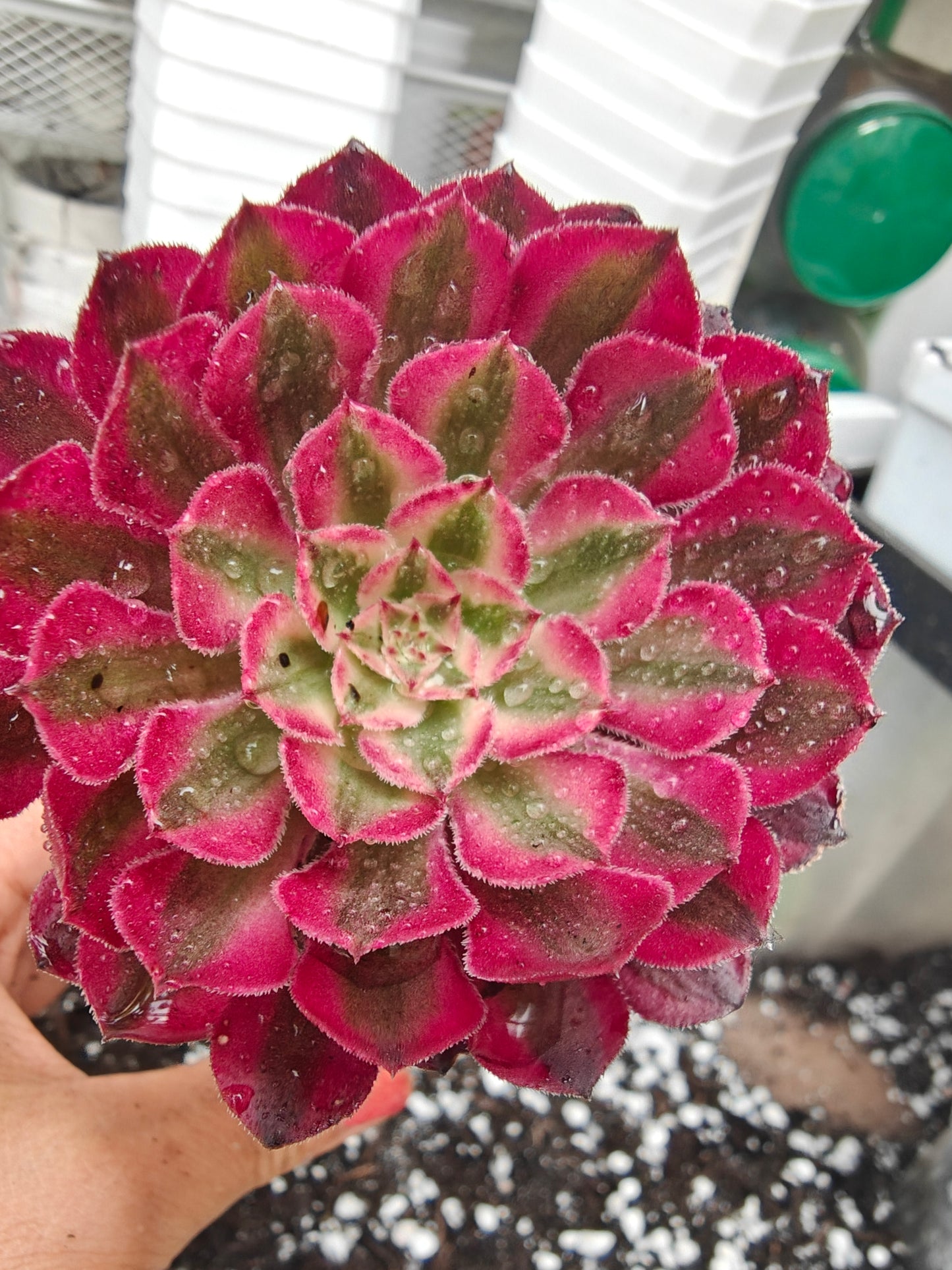 Aeonium Garnet White Variegated rooted 7cm in width UK only