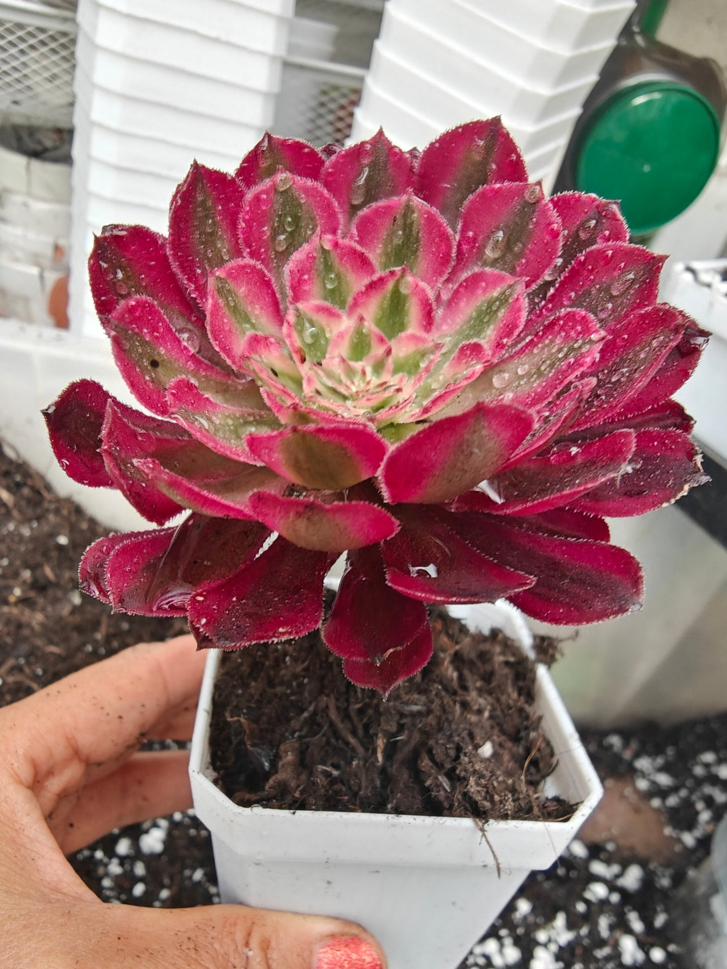 Aeonium Garnet White Variegated rooted 7cm in width UK only