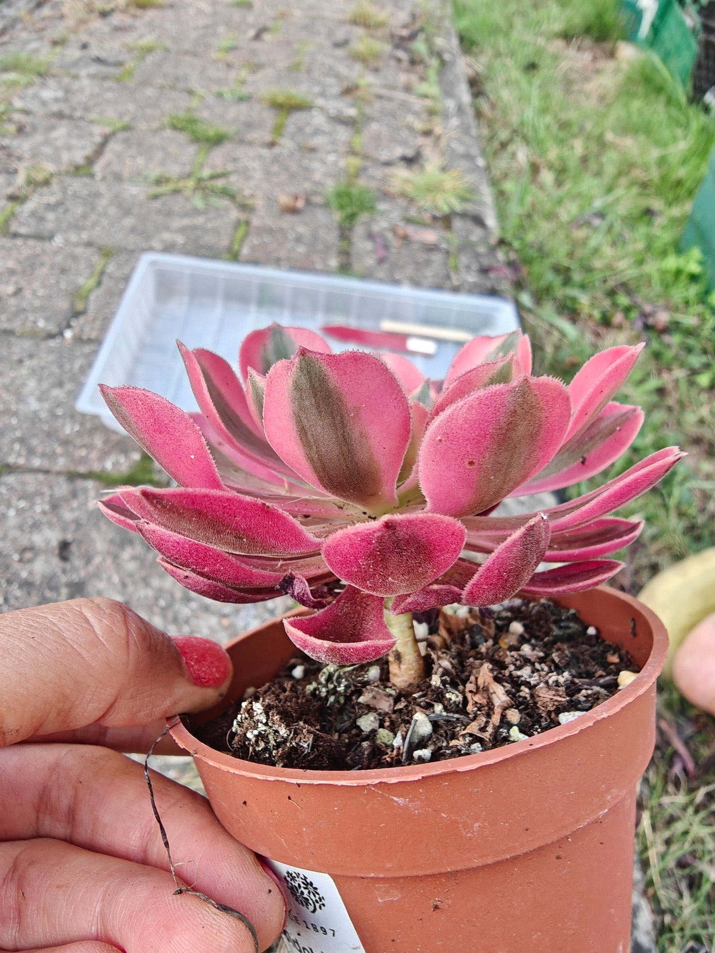 Aeonium Pink Witch Variegated rooted 7cm in width UK only