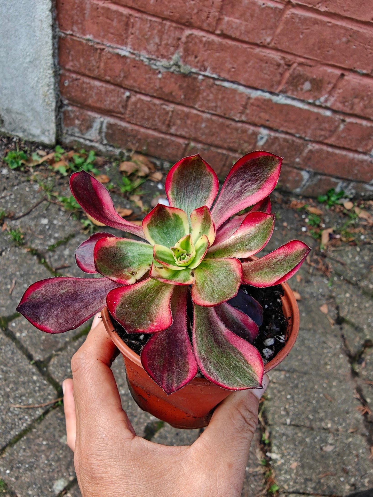 Aeonium Red Devil Beauty of Voodoo Variegated rooted 6cm in width UK only