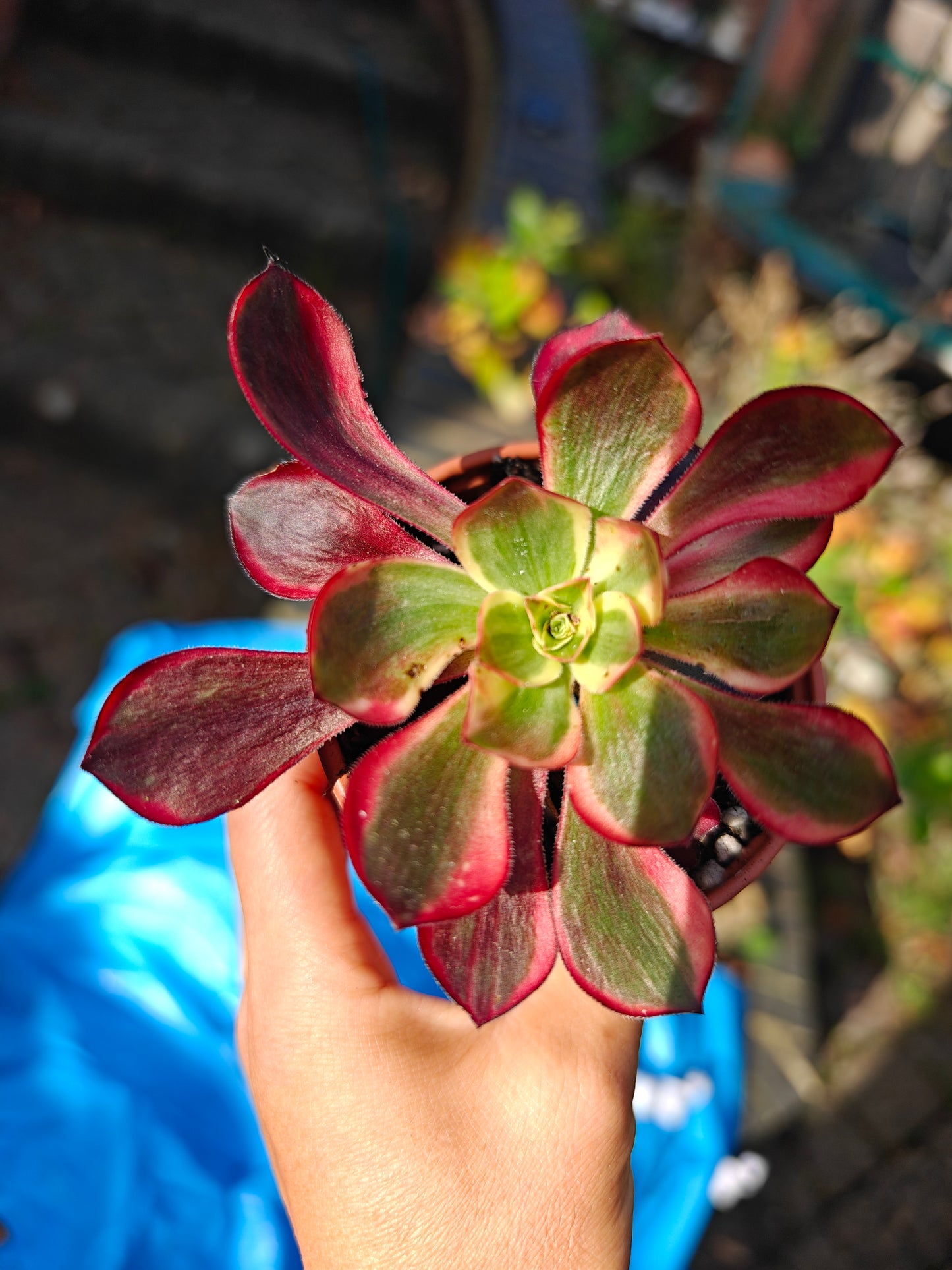 Aeonium Red Devil Beauty of Voodoo Variegated rooted 6cm in width UK only