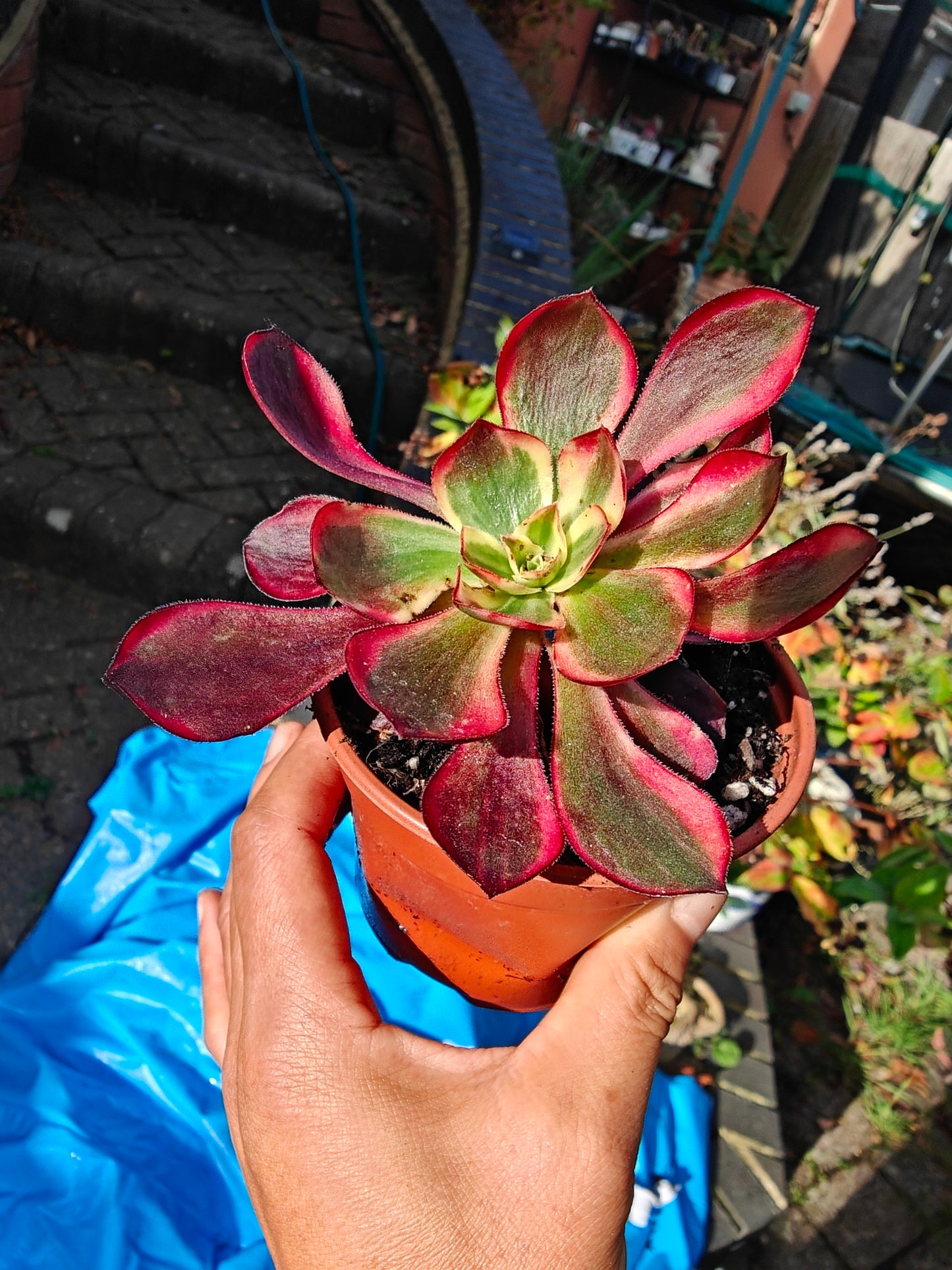 Aeonium Red Devil Beauty of Voodoo Variegated rooted 6cm in width UK only