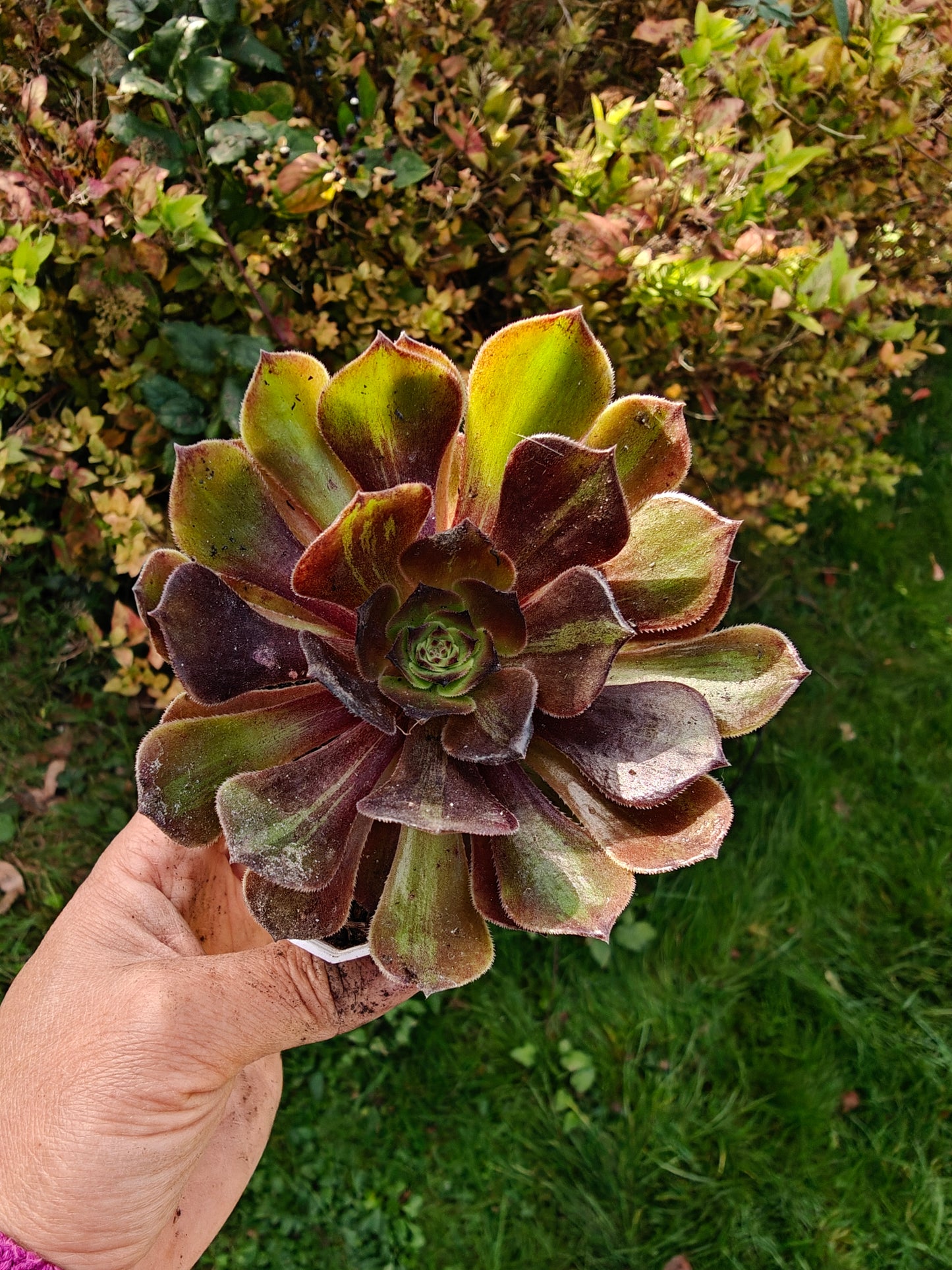 Aeonium Banlan Variegated rooted 7cm in width UK only