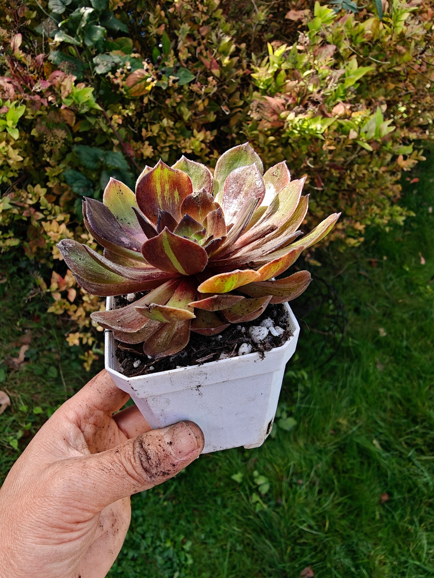 Aeonium Banlan Variegated rooted 7cm in width UK only