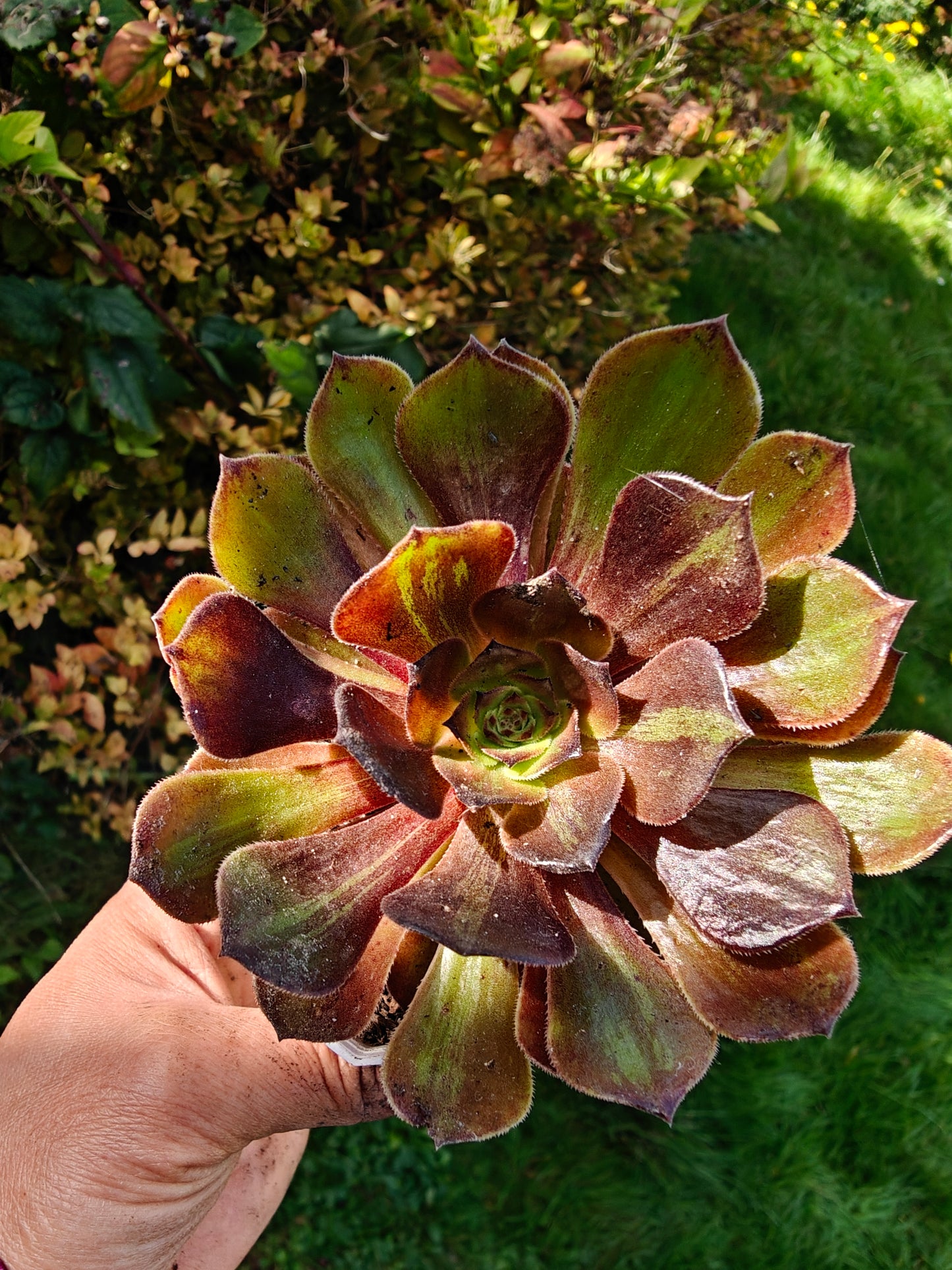 Aeonium Banlan Variegated rooted 7cm in width UK only
