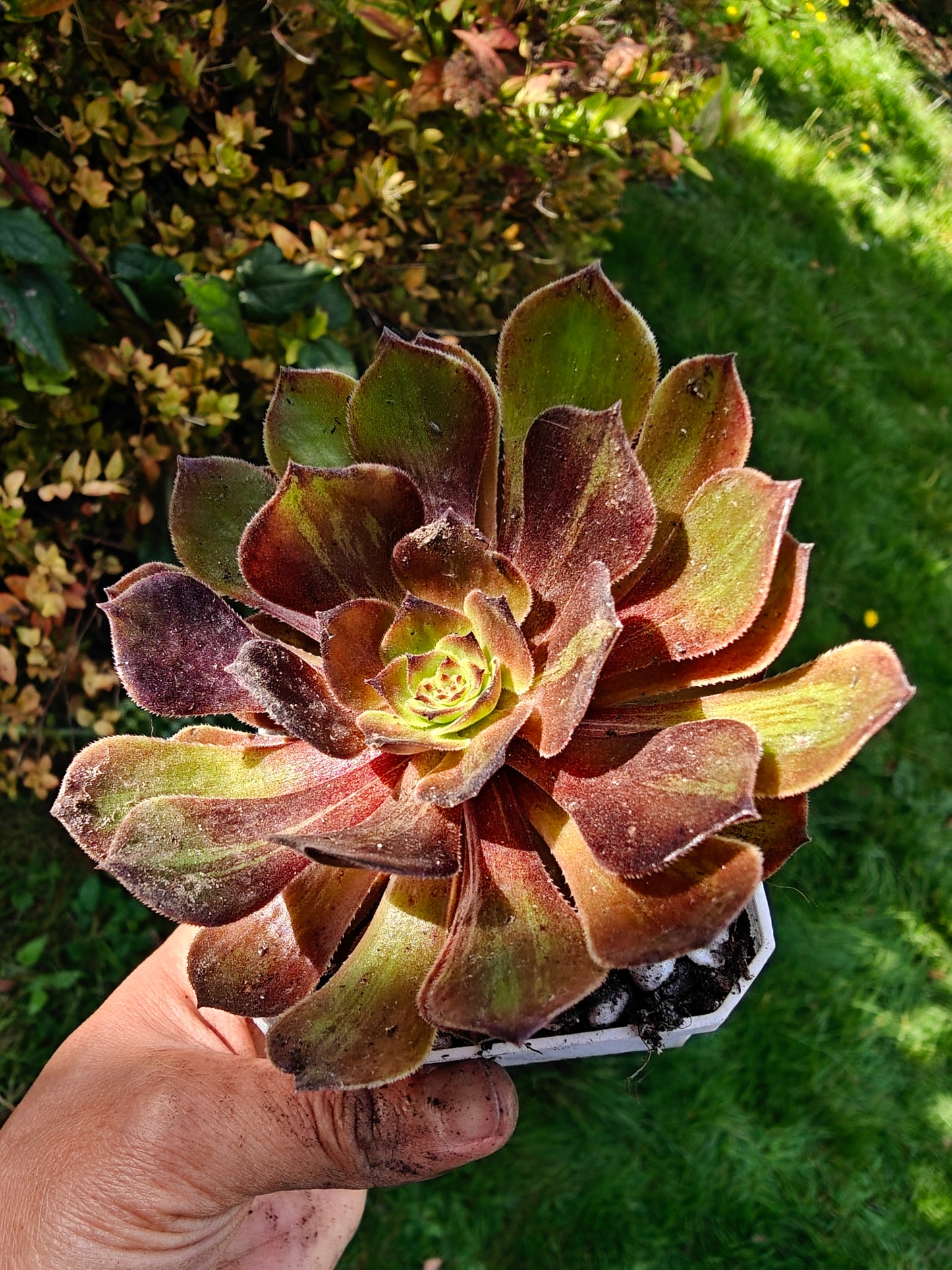 Aeonium Banlan Variegated rooted 7cm in width UK only
