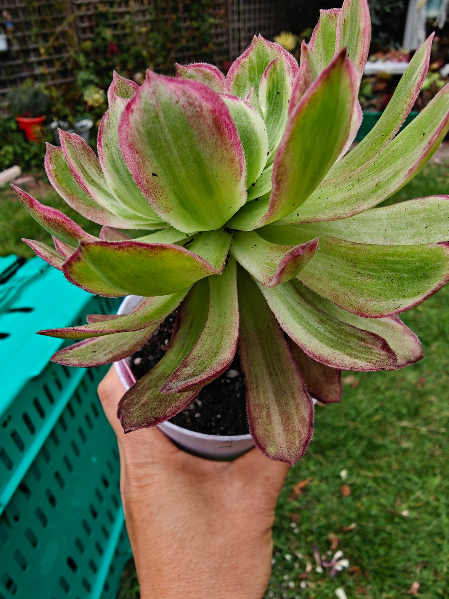 Aeonium Kaleidoscope Variegated rooted 11cm in width UK only