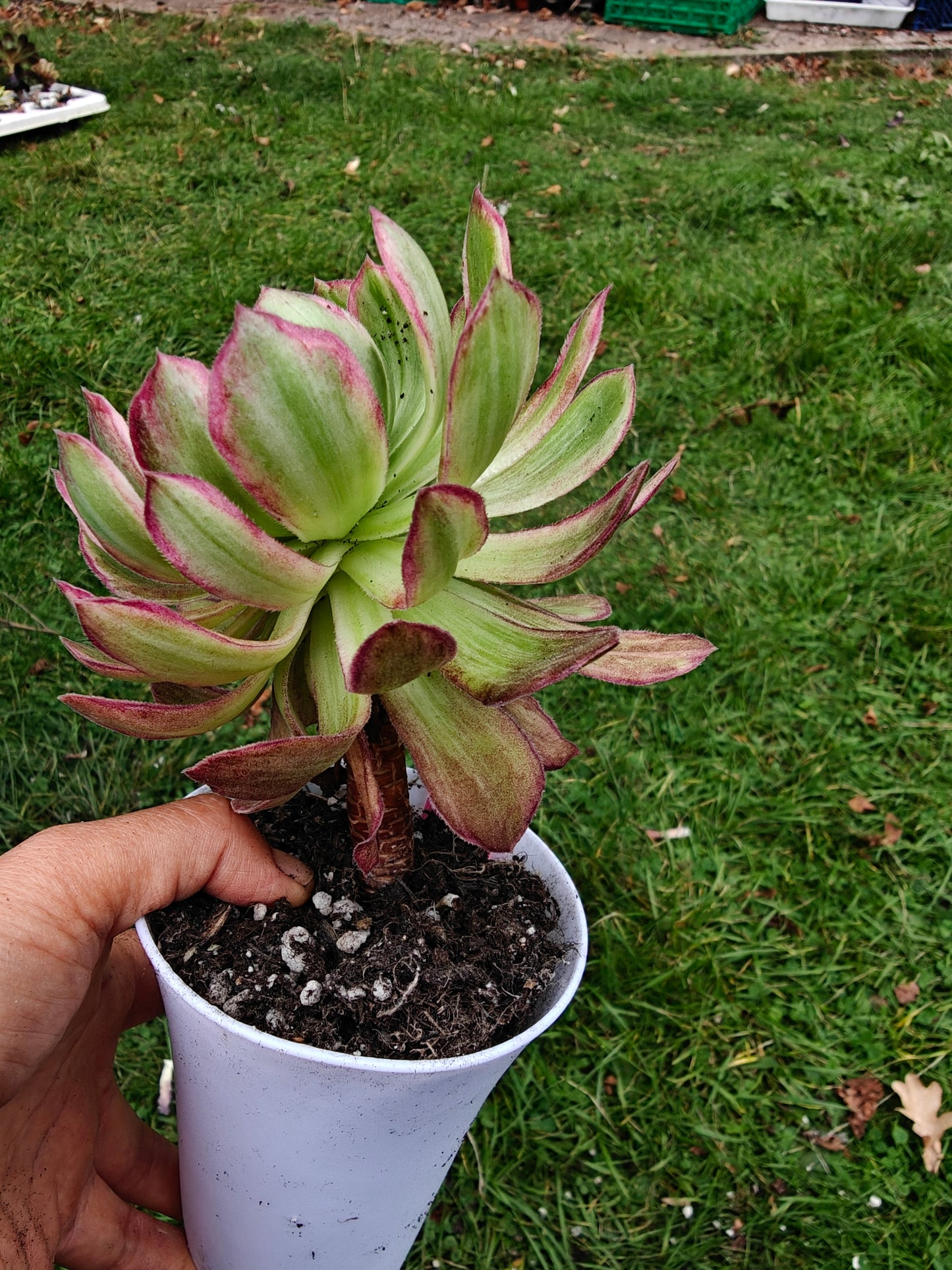 Aeonium Kaleidoscope Variegated rooted 11cm in width UK only