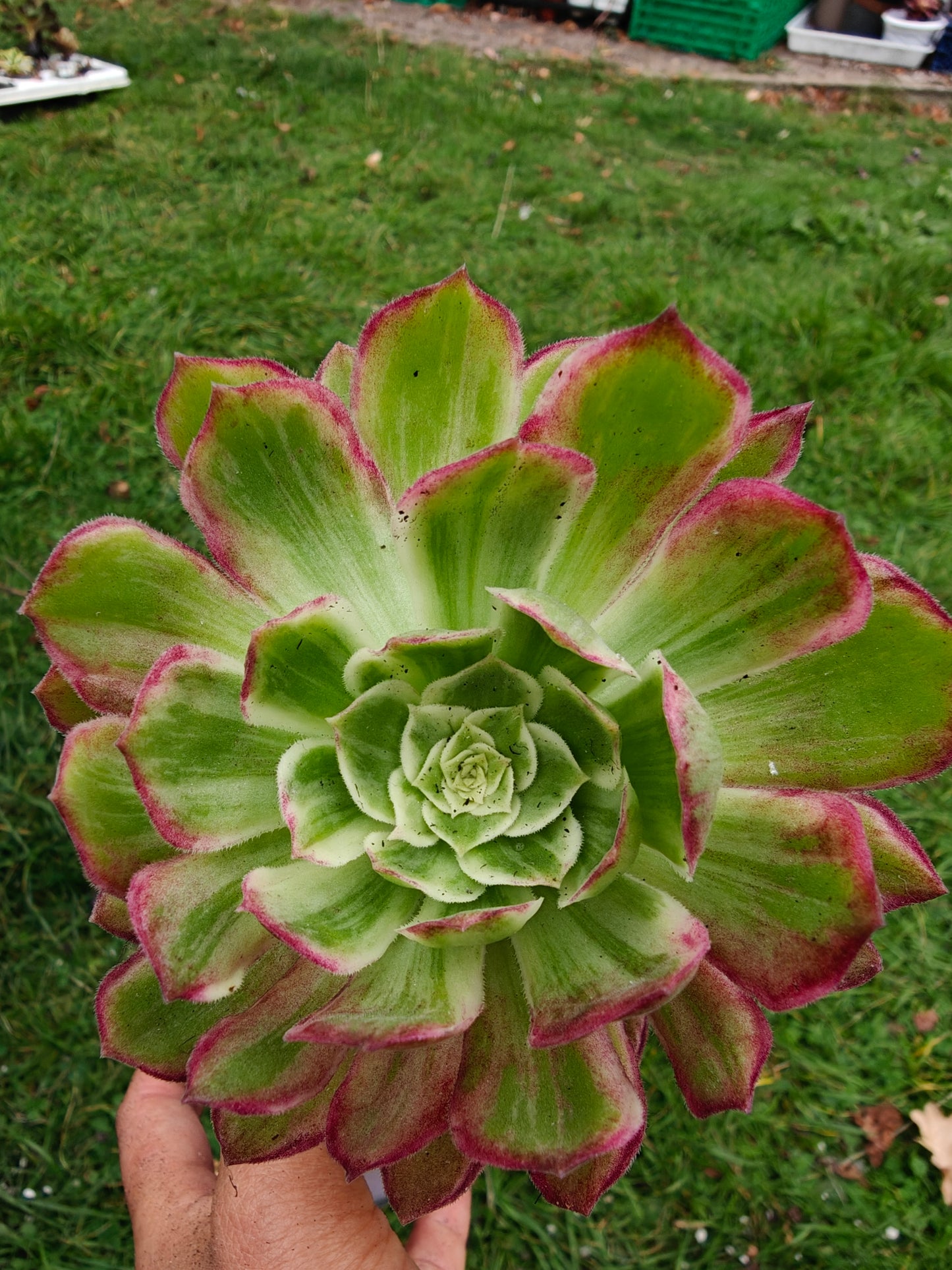 Aeonium Kaleidoscope Variegated rooted 11cm in width UK only