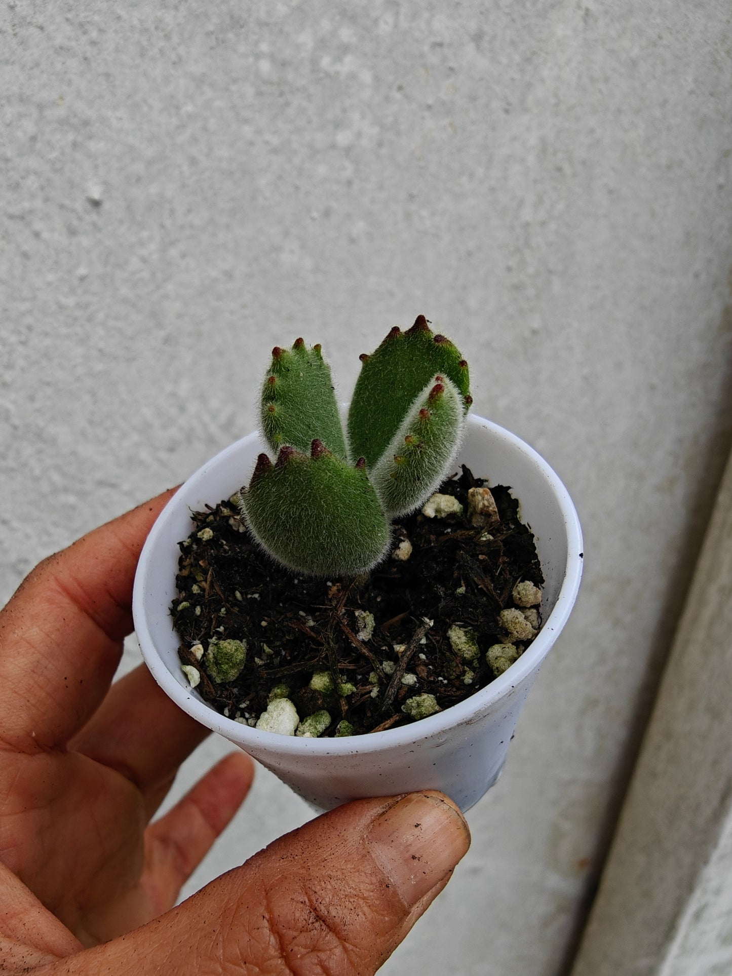 Bear Paw Succulent, Cotyledon tomentosa live succulent 3cm width