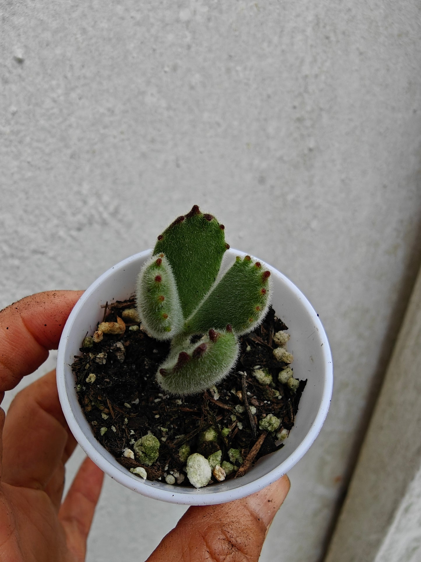 Bear Paw Succulent, Cotyledon tomentosa live succulent 3cm width