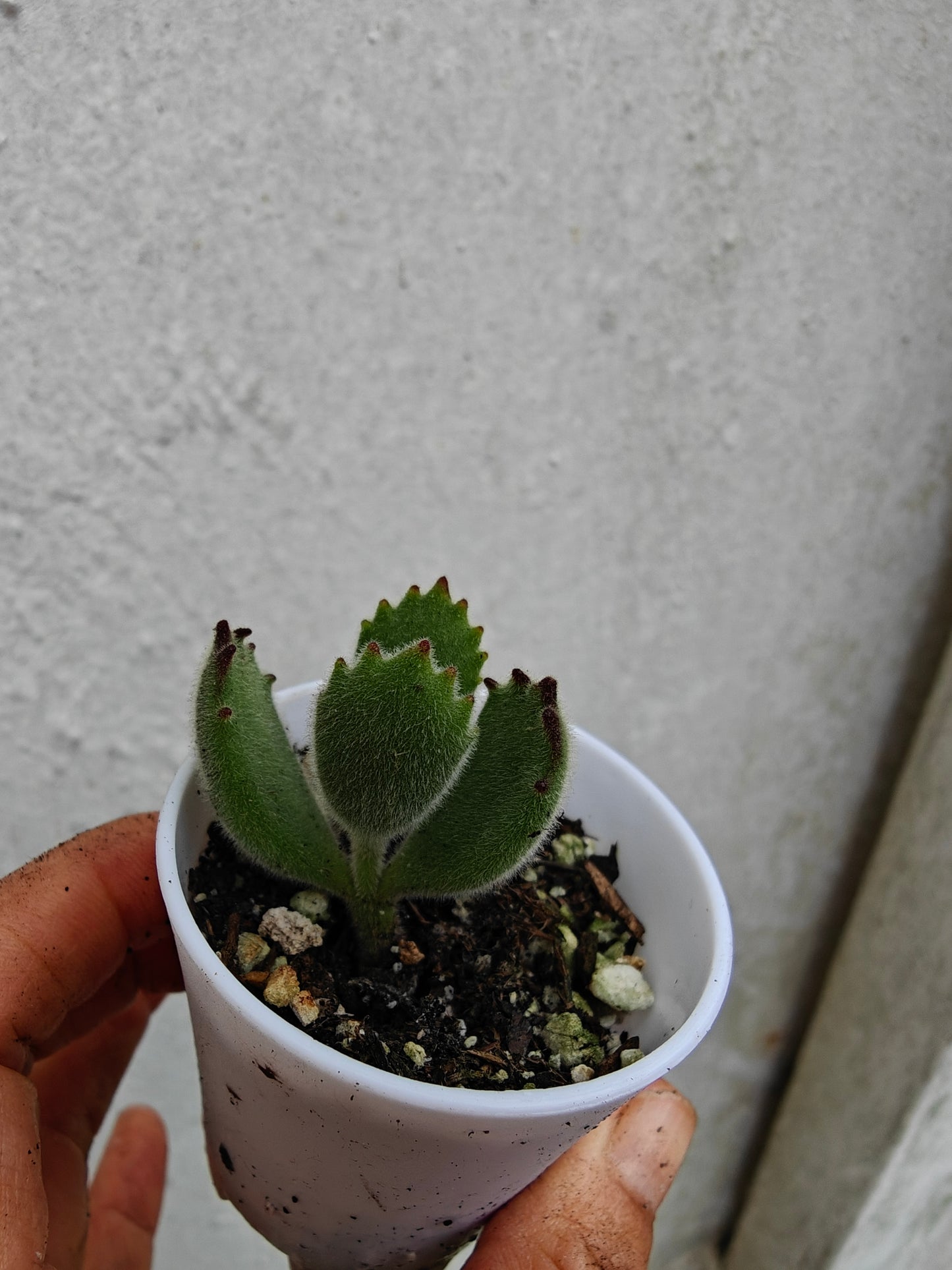 Bear Paw Succulent, Cotyledon tomentosa live succulent 3cm width
